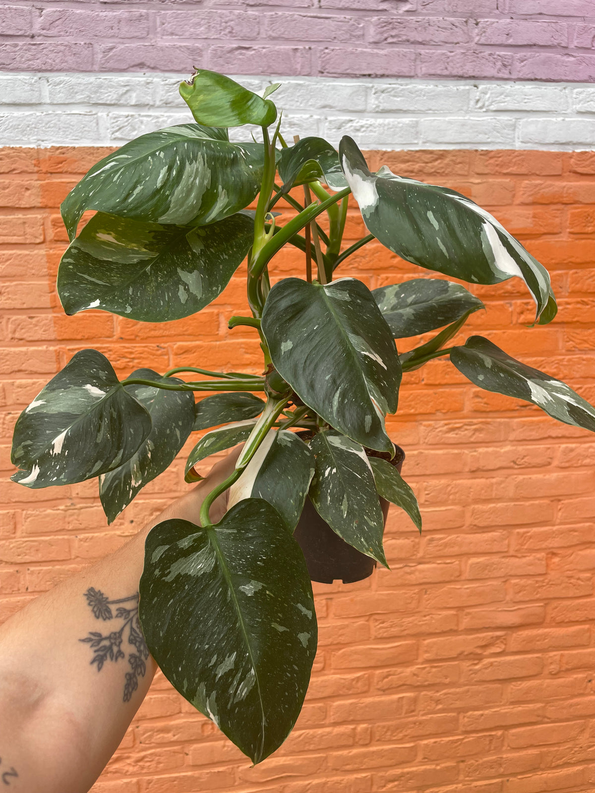 Philodendron “white princess”