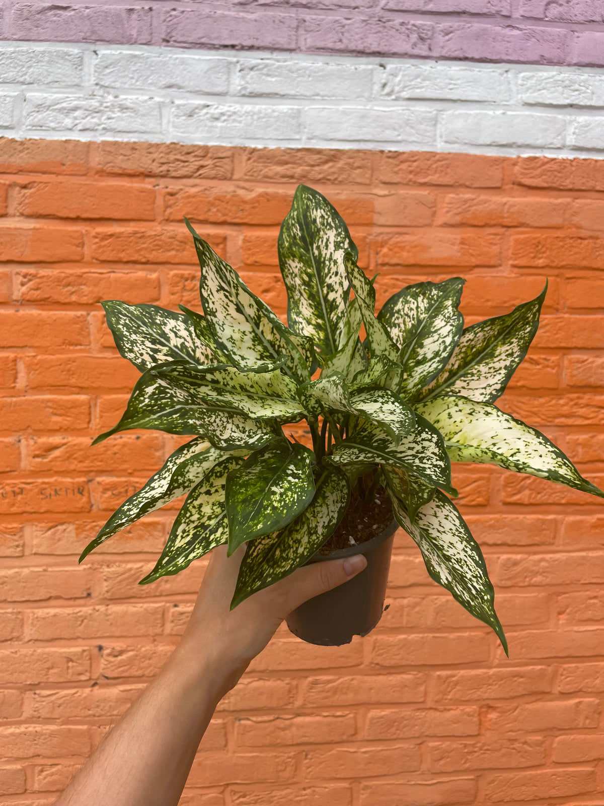 Aglaonema “spring snow”