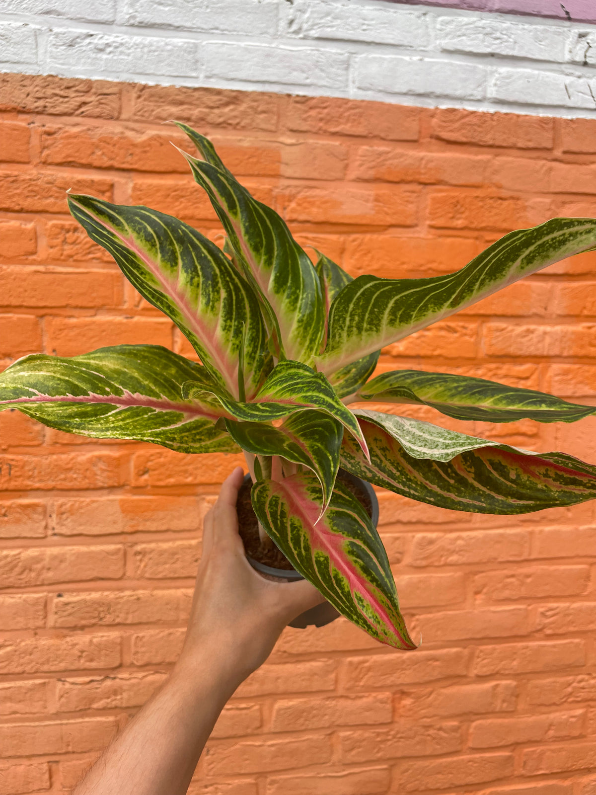 Aglaonema “red panama”