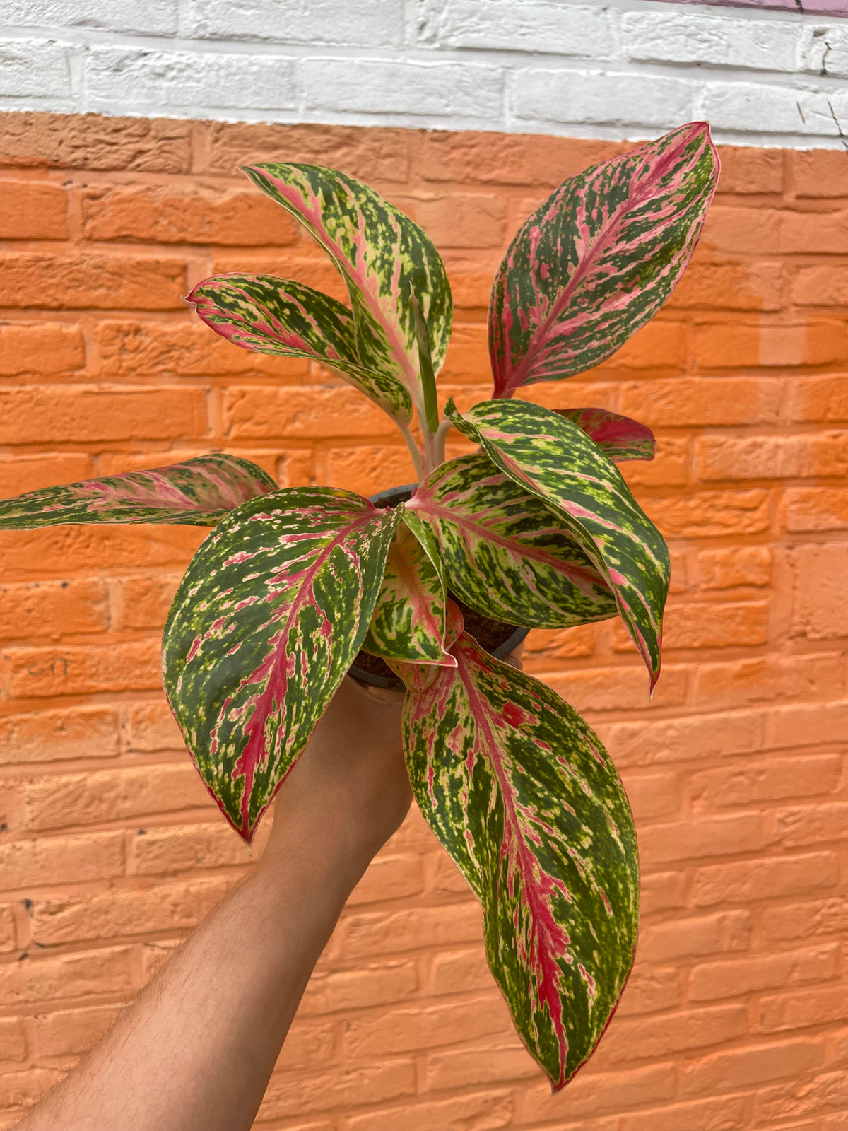 Aglaonema “paradise red”