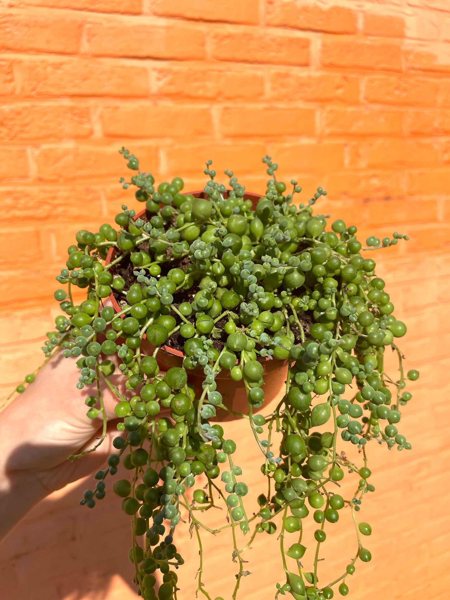 Senecio rowleyanus (erwtenplantje)