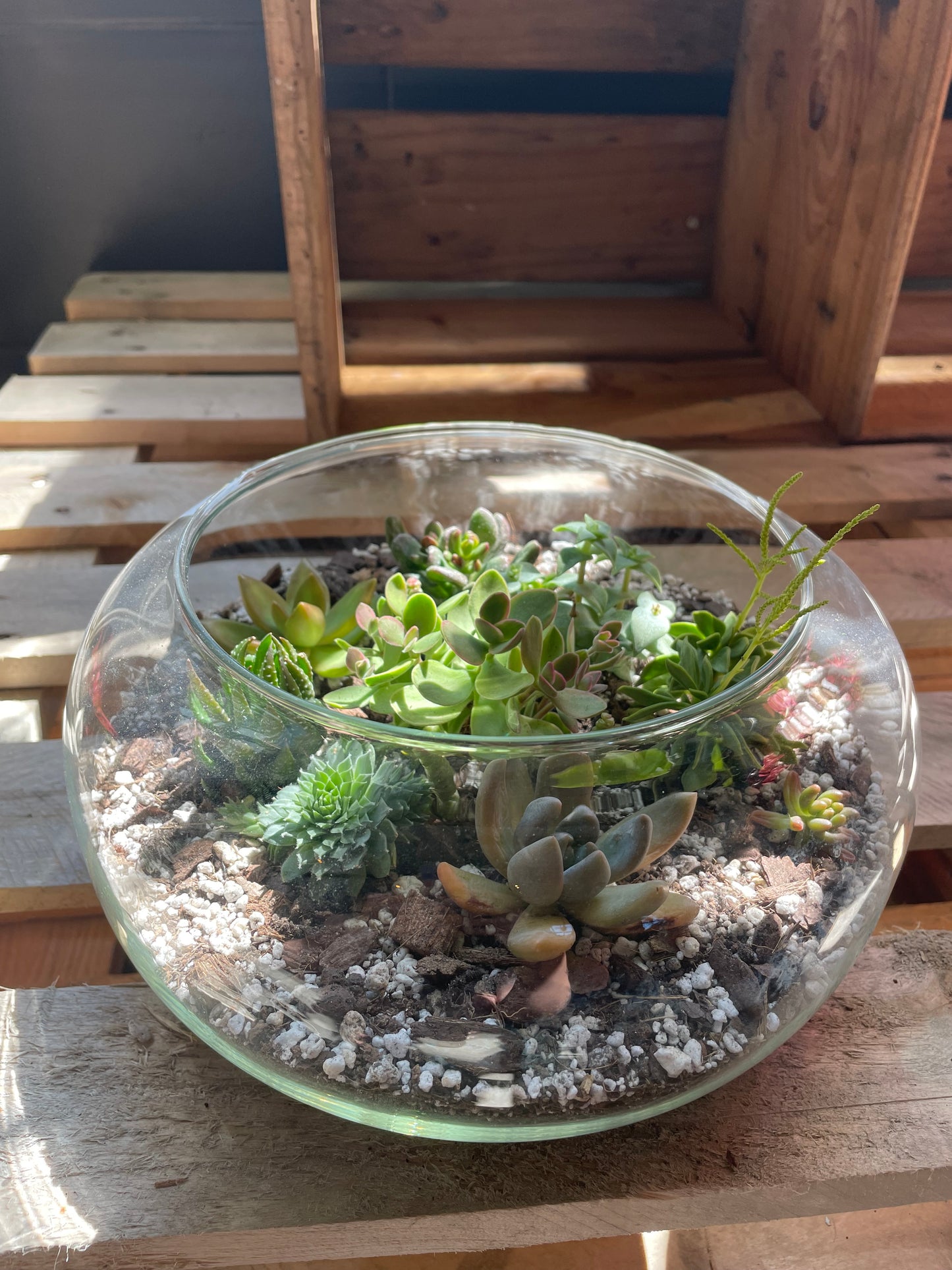 Workshop: terrarium met vetplantjes maken 02/09