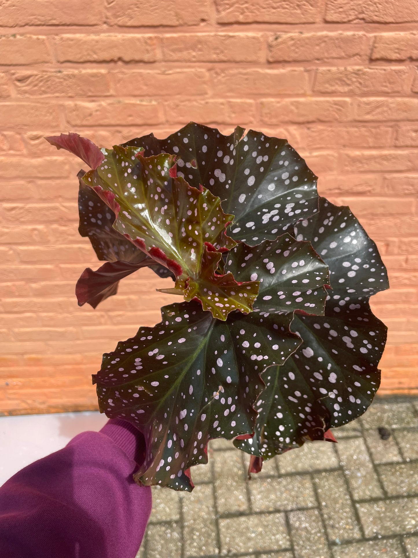 Begonia "cracklin rosie"