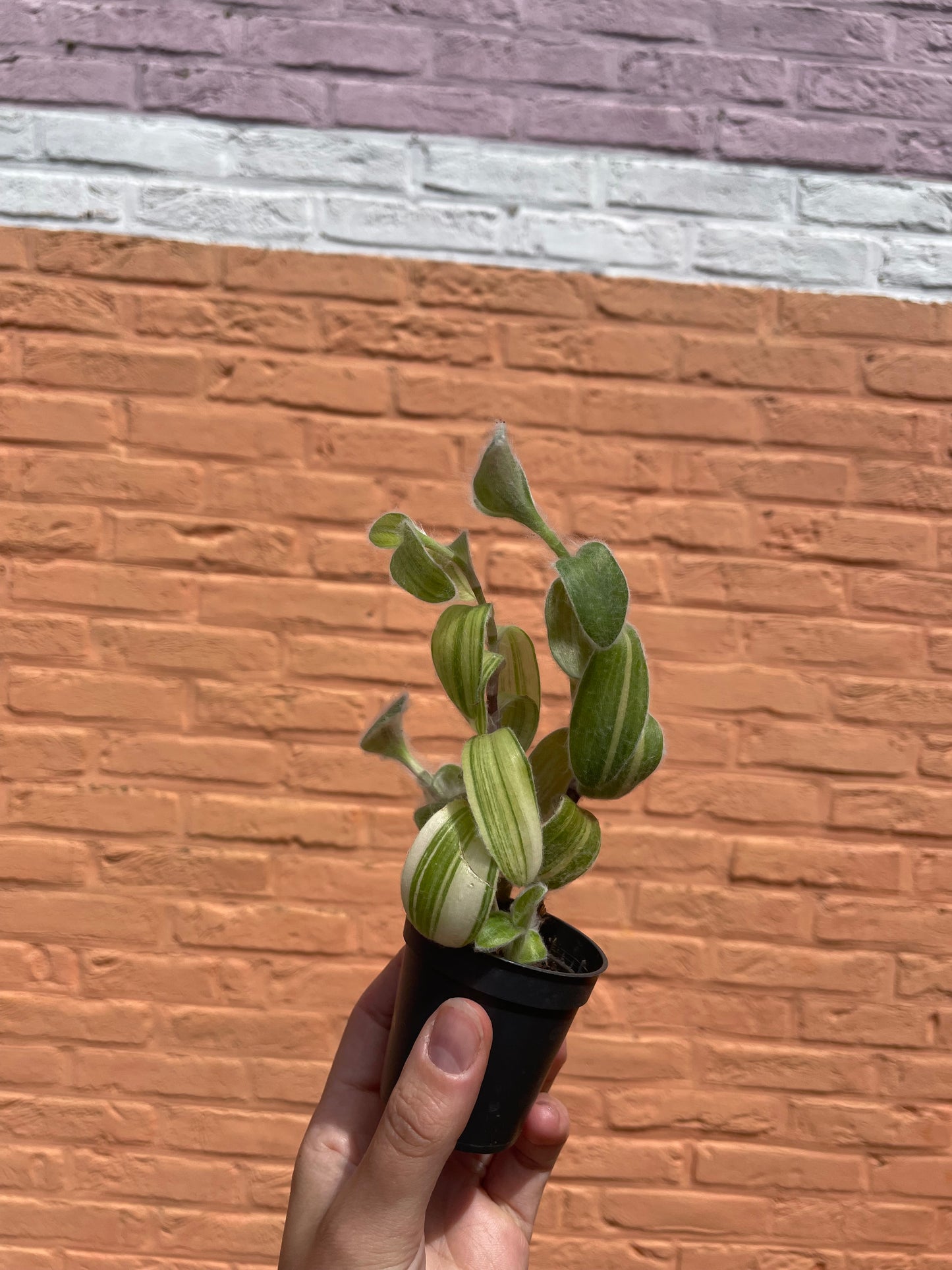 Tradescantia "sillamontana" (mini)