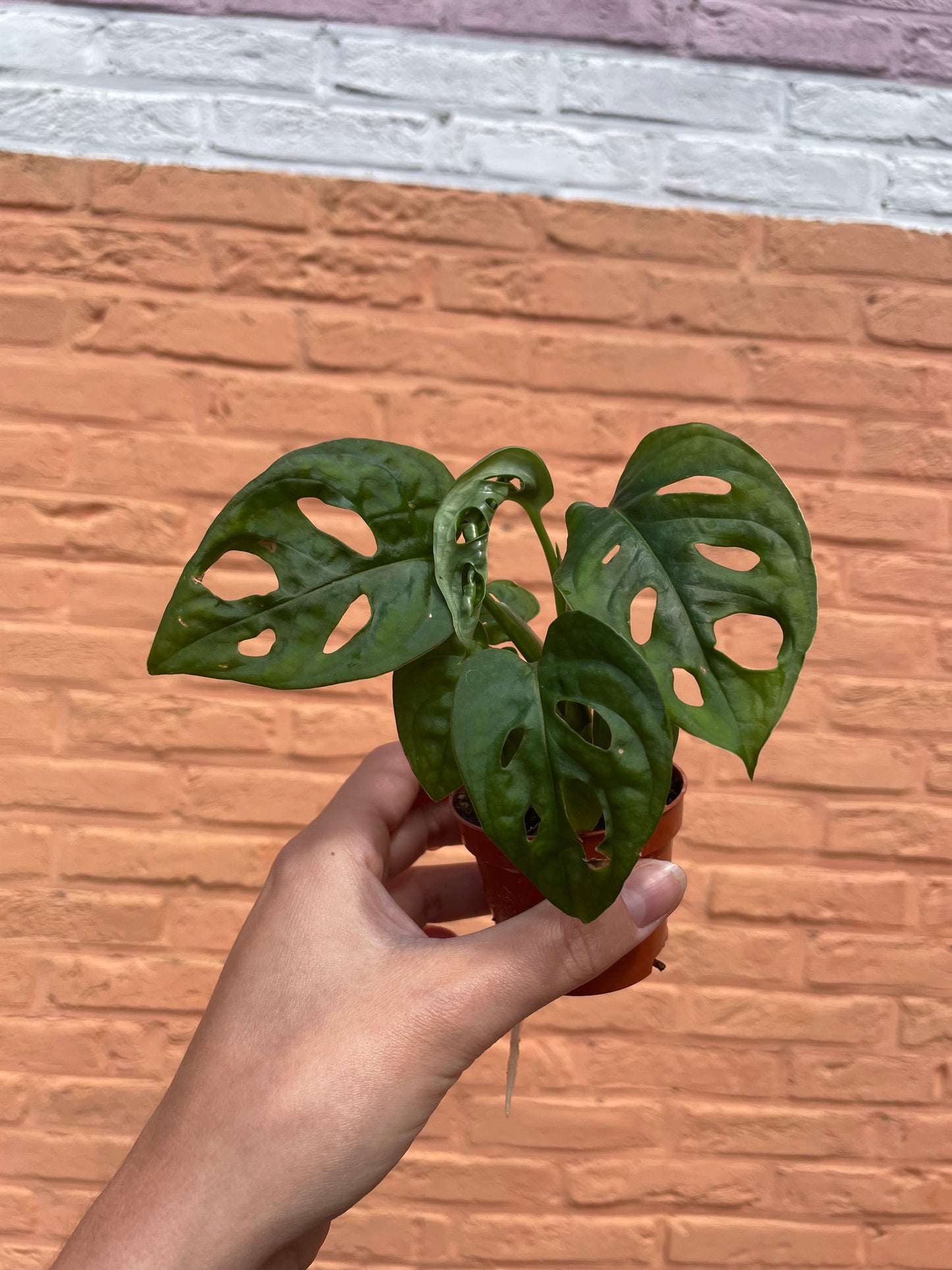 Monstera adansonii (mini)