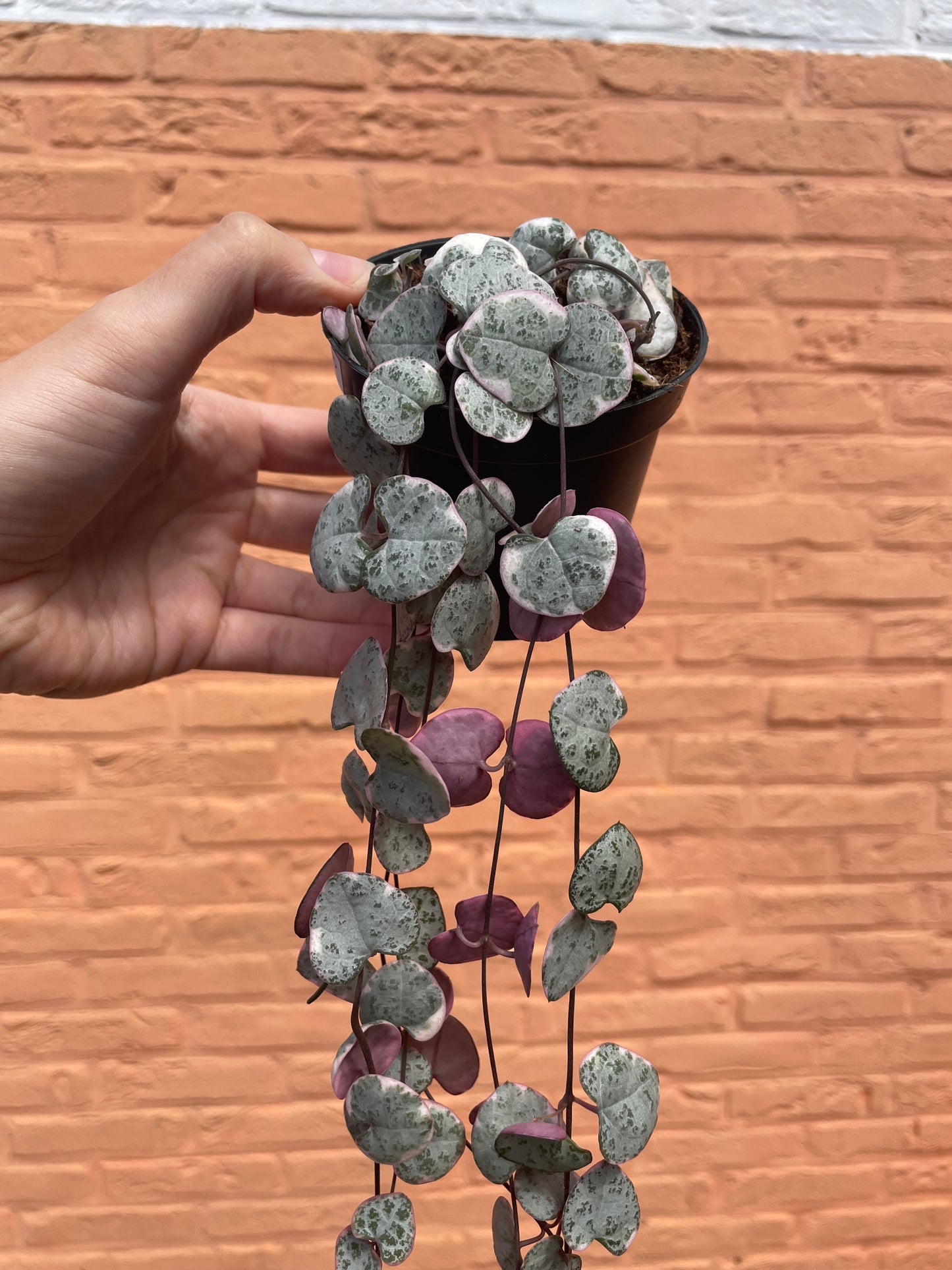 Ceropegia Woodii variegata "Chinees lantaarn plantje"