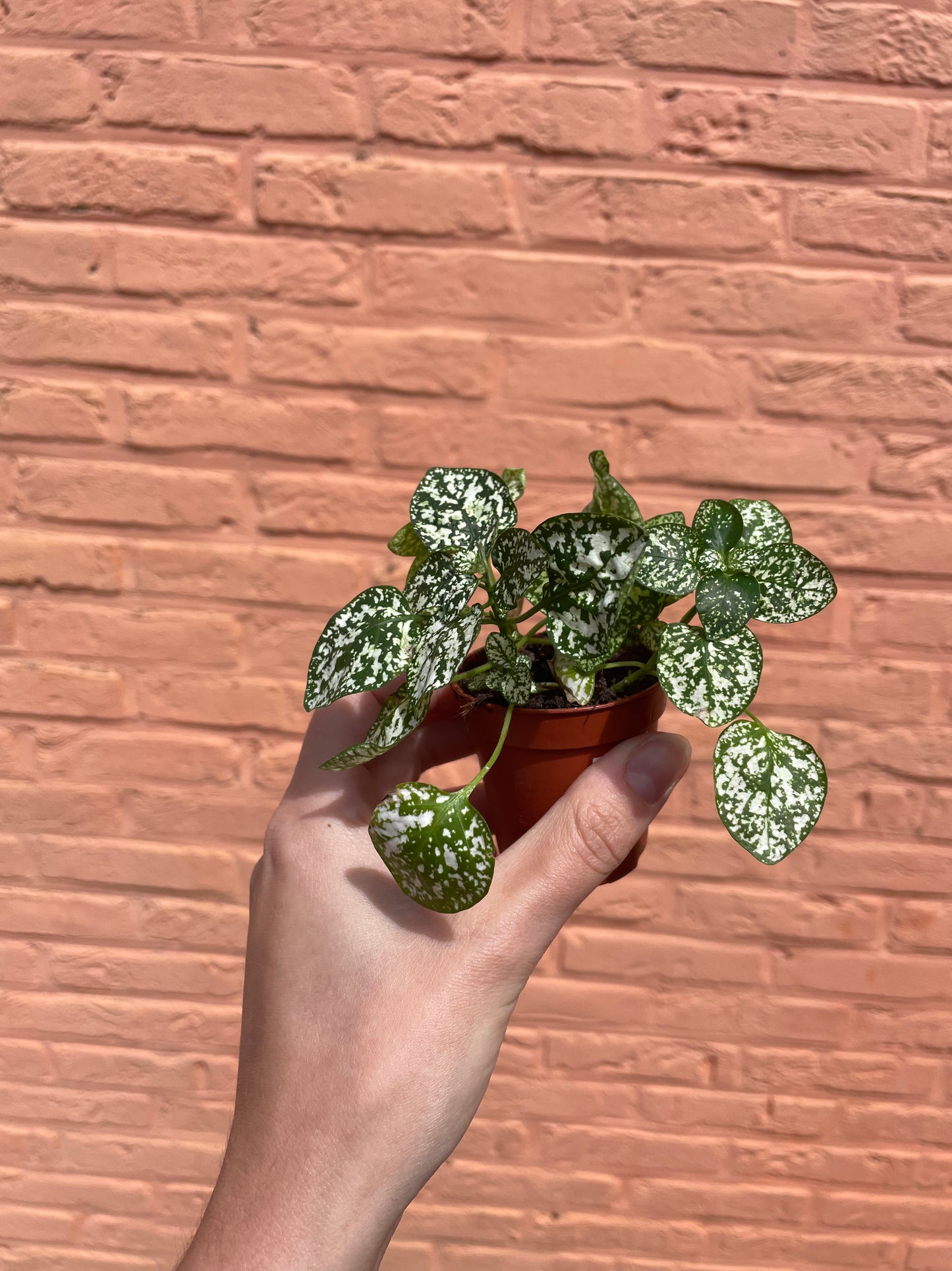 Hypoestes wit (mini)