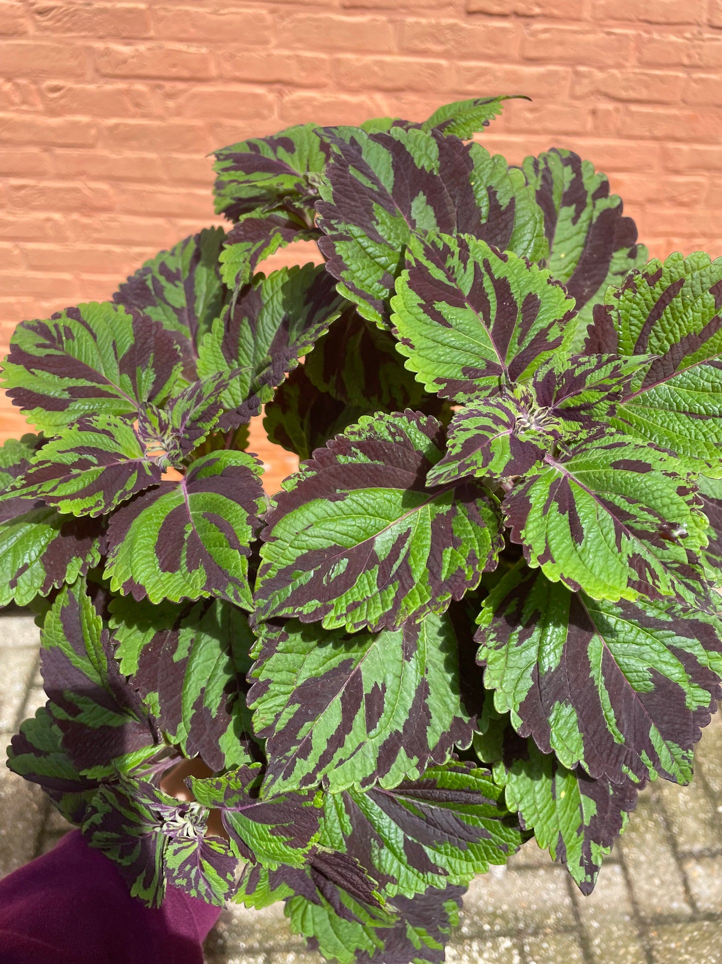 Plectranthus scutellarioides "tiger" (siernetel)