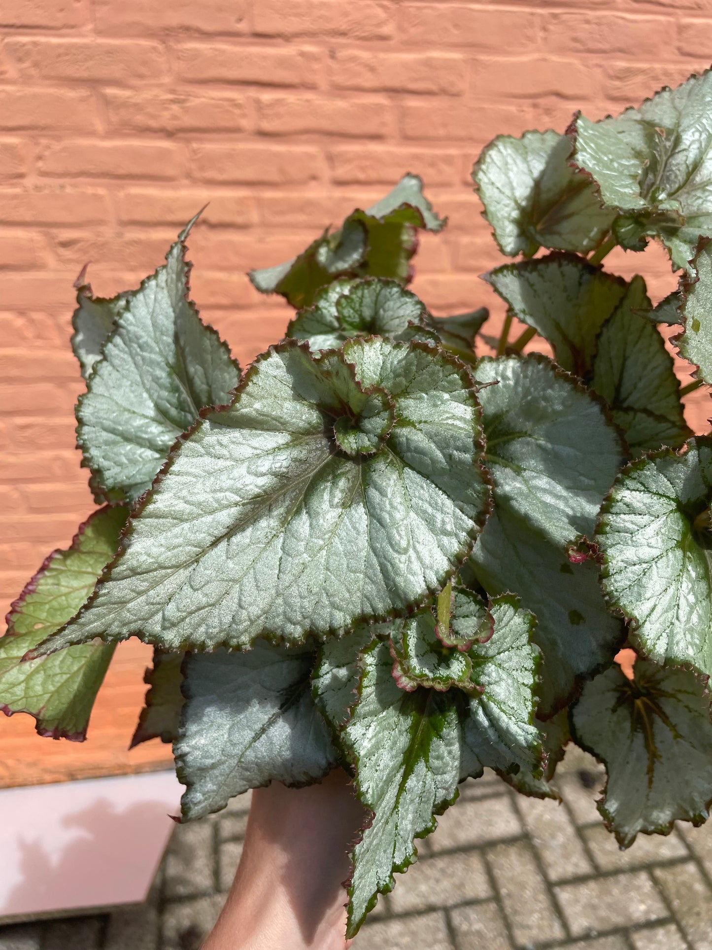 Begonia "escargot"