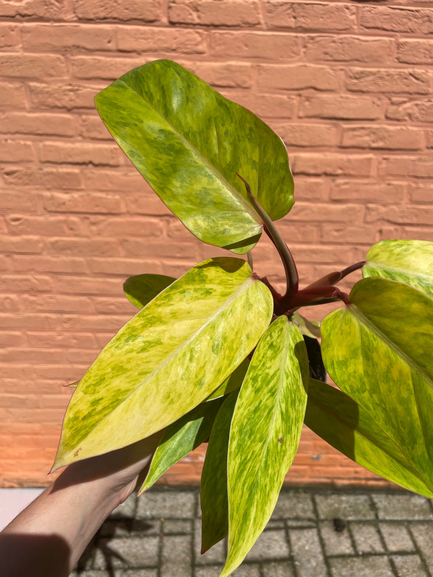 Philodendron "painted lady"