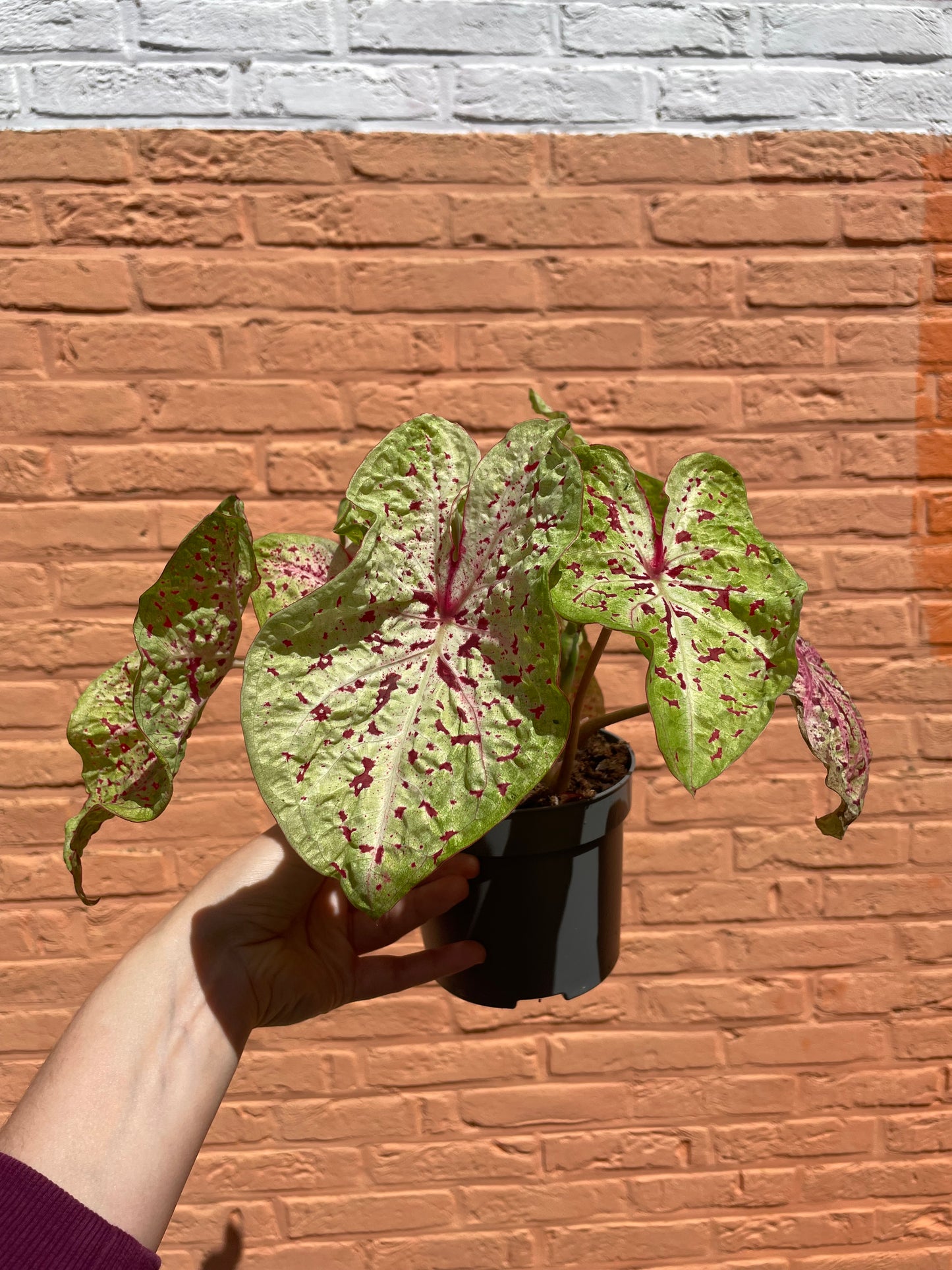 Caladium "miss muffet"