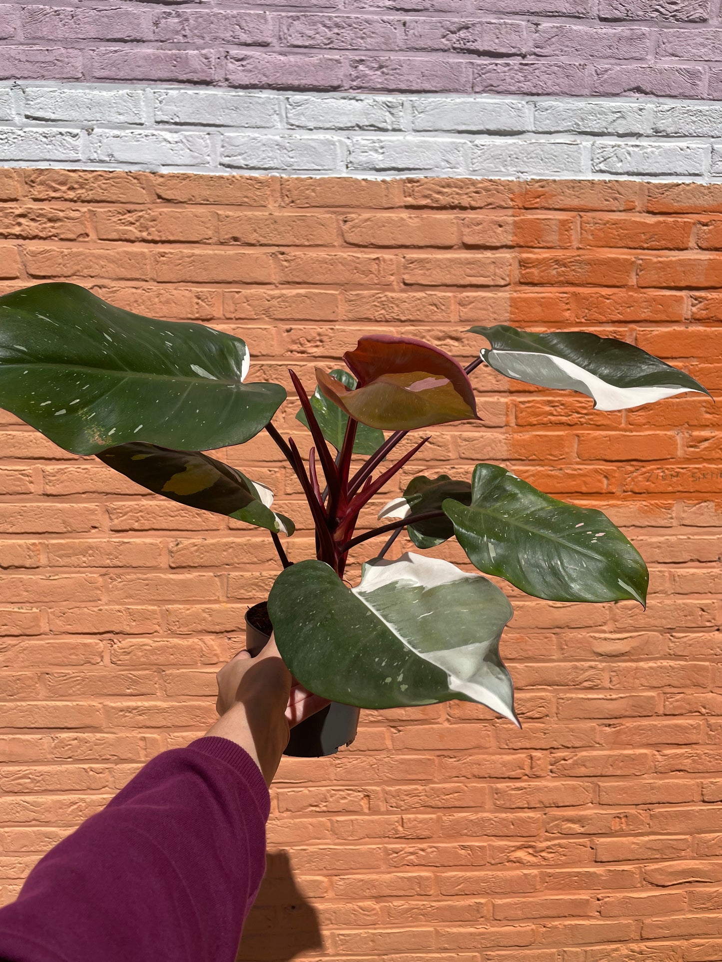 Philodendron "red anderson"