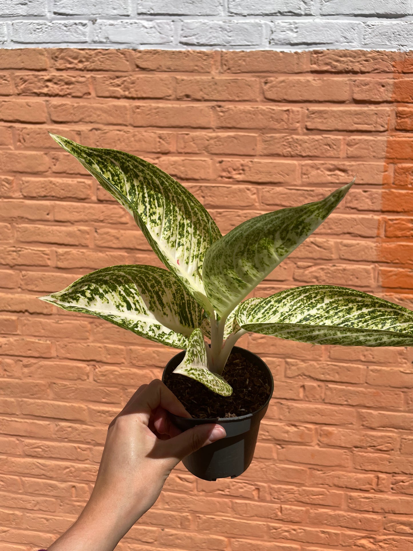 Aglaonema "polar springtime"