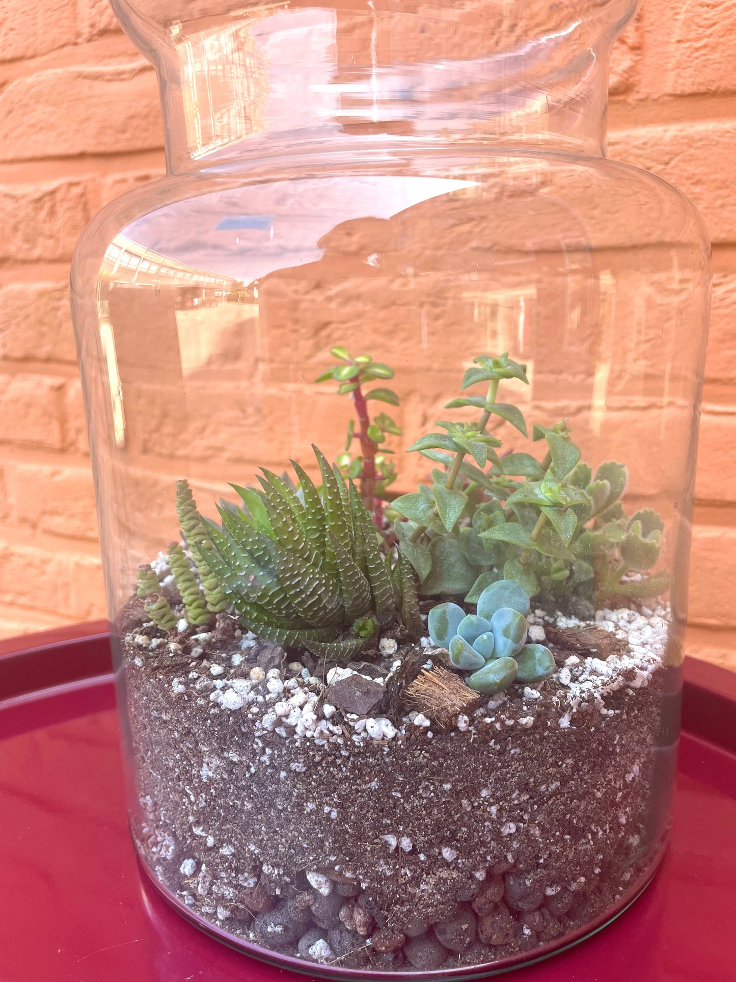 Terrarium met vetplantjes