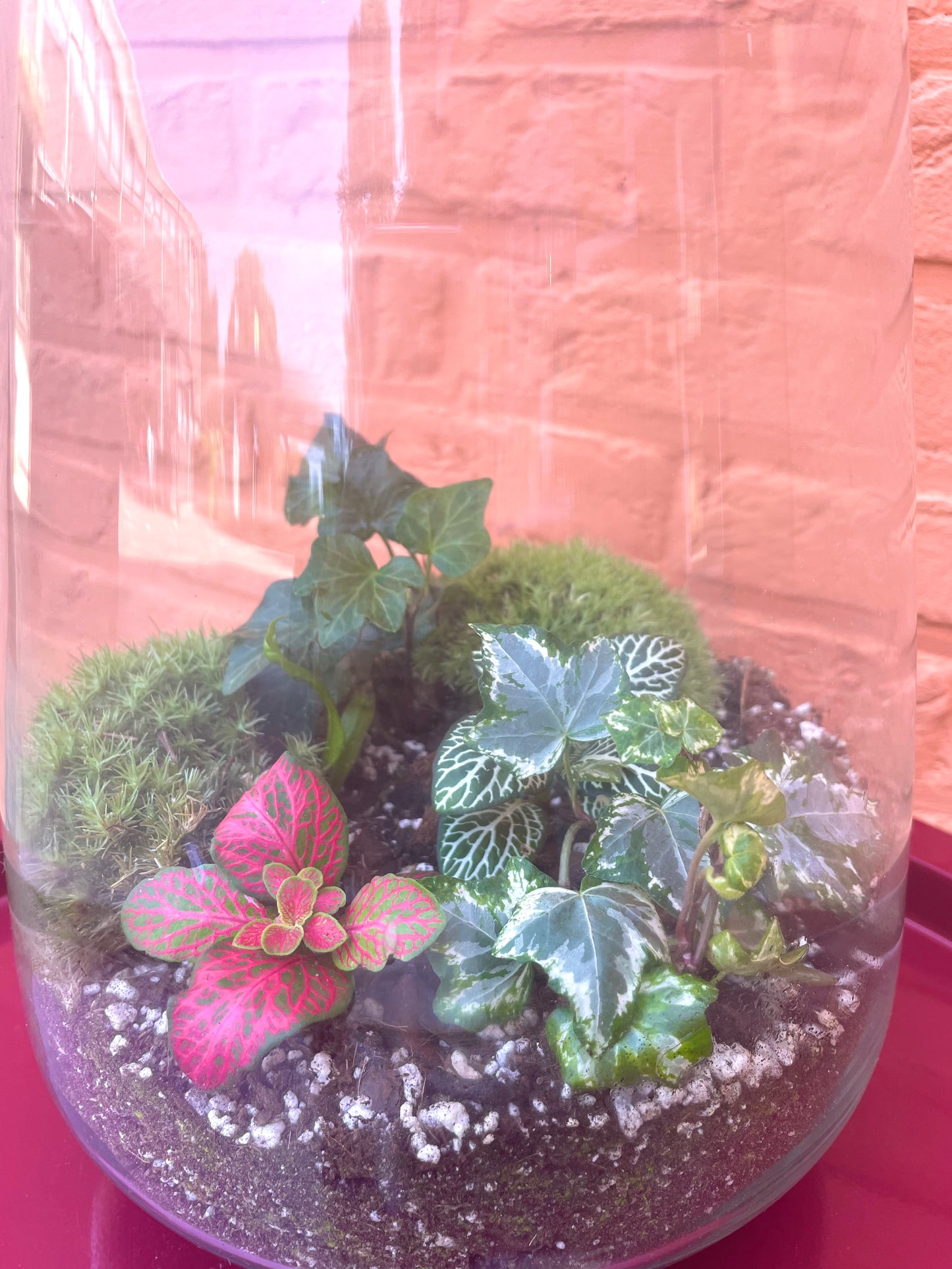 Terrarium/gesloten ecosysteem