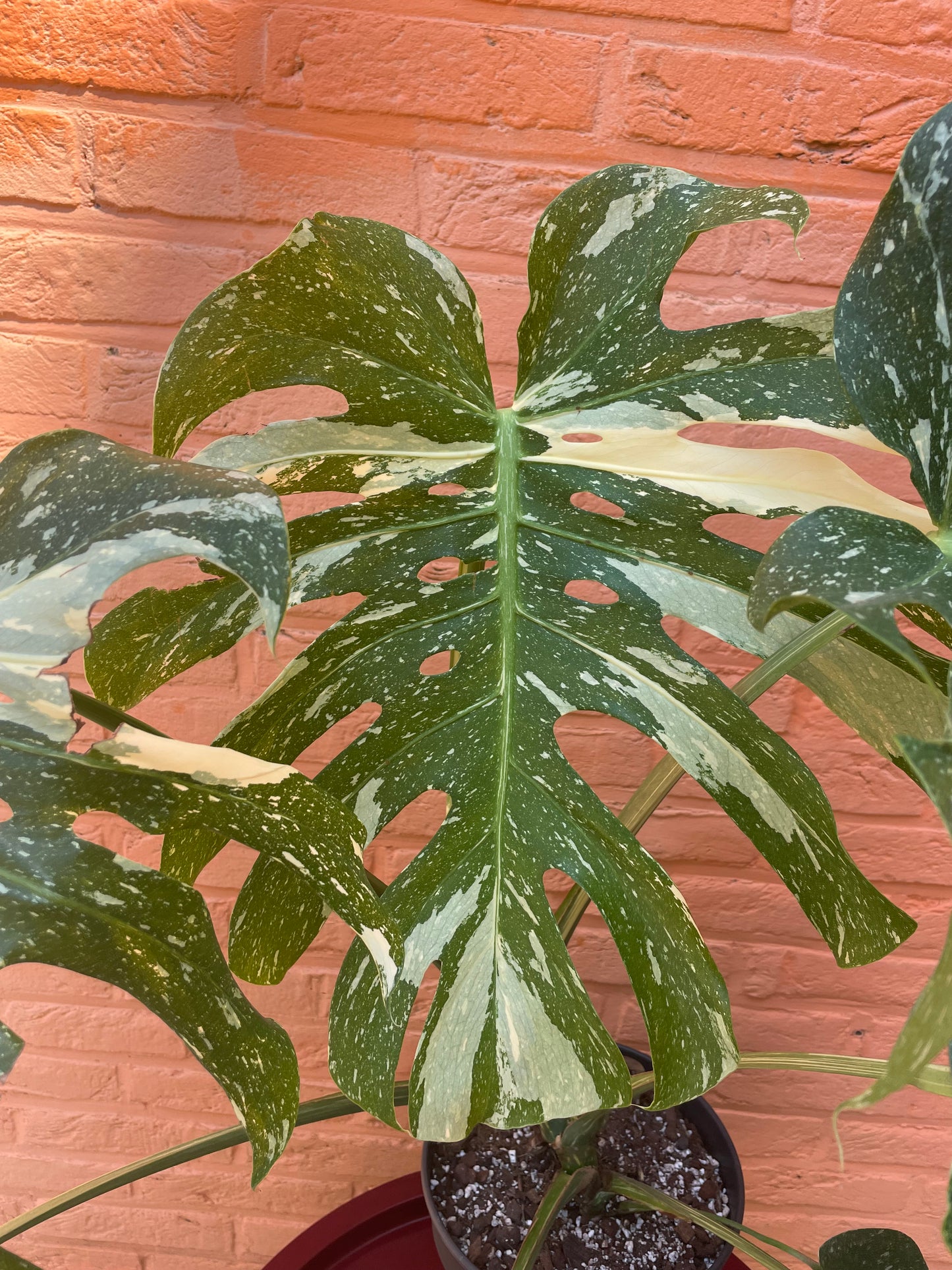 Monstera "thai constellation" XXL