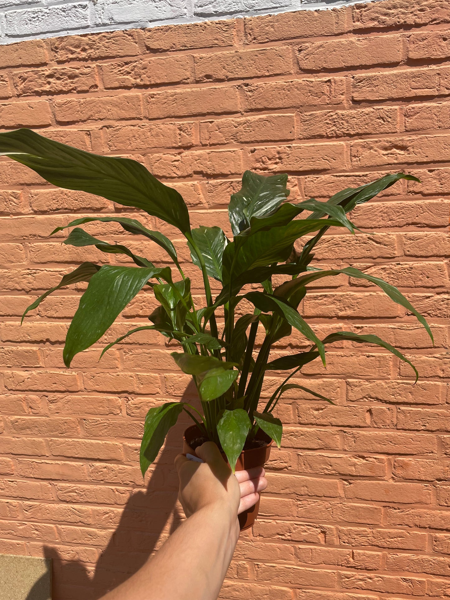Spathiphyllum"diamond"