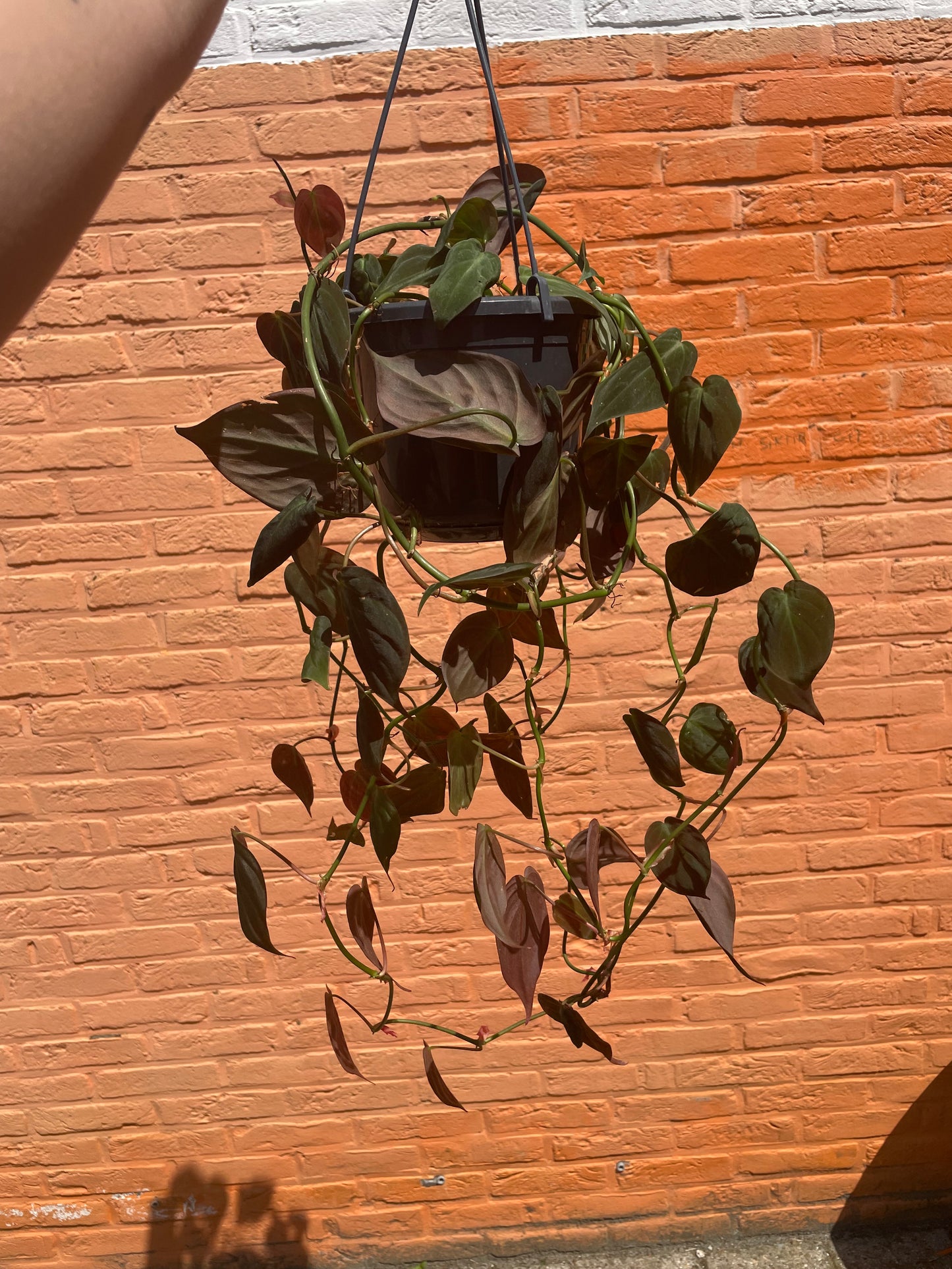 Philodendron "micans"
