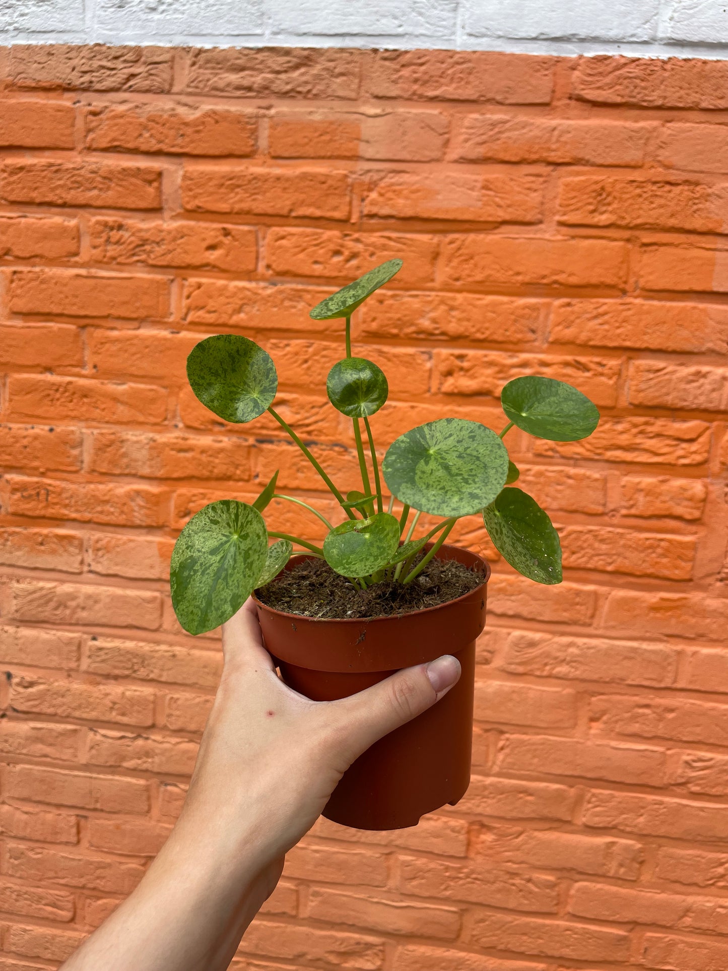Pilea peperomioides "mojito" (pannekoekenplant)