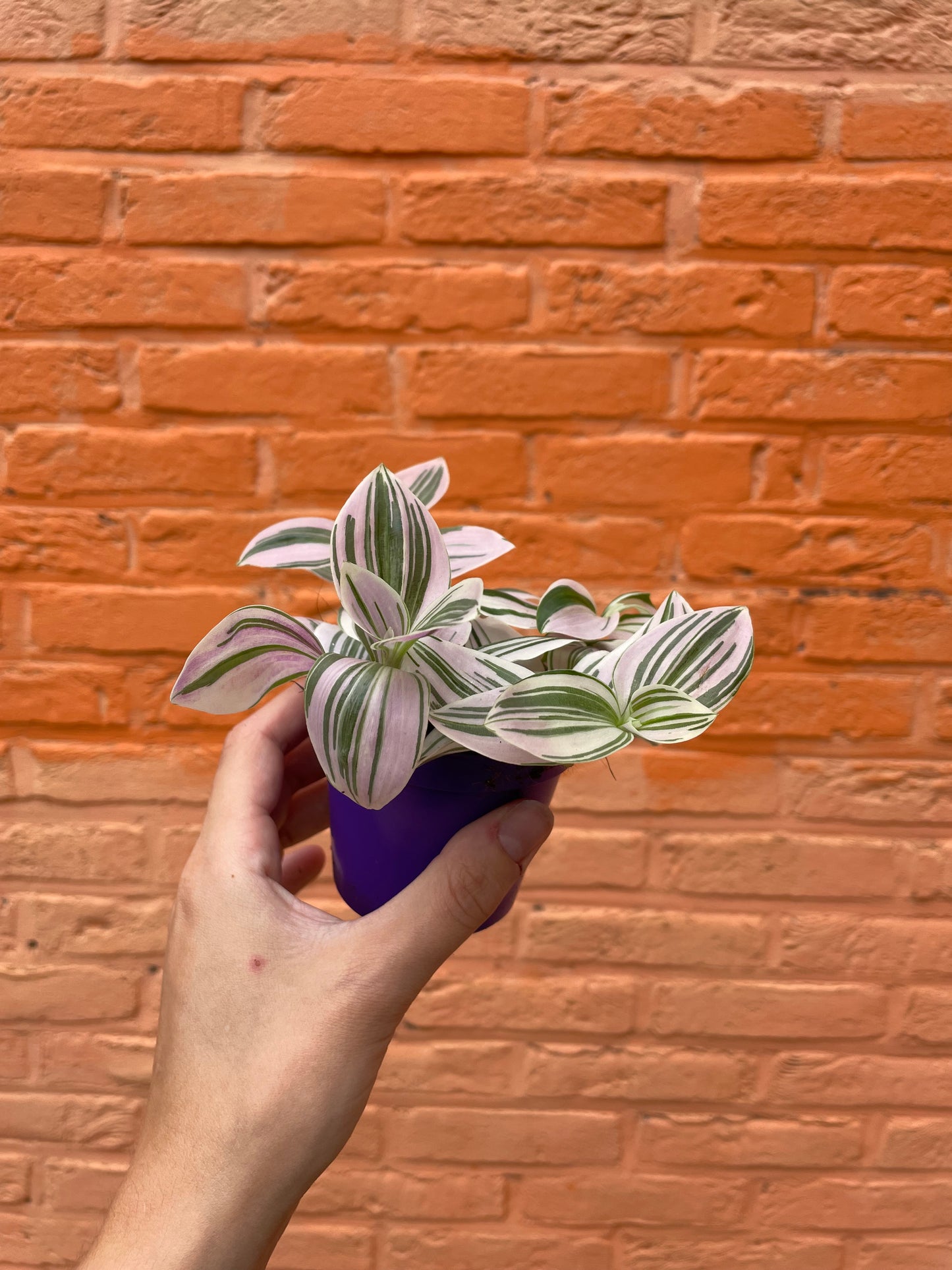Tradescantia "fluminesis tricolor"