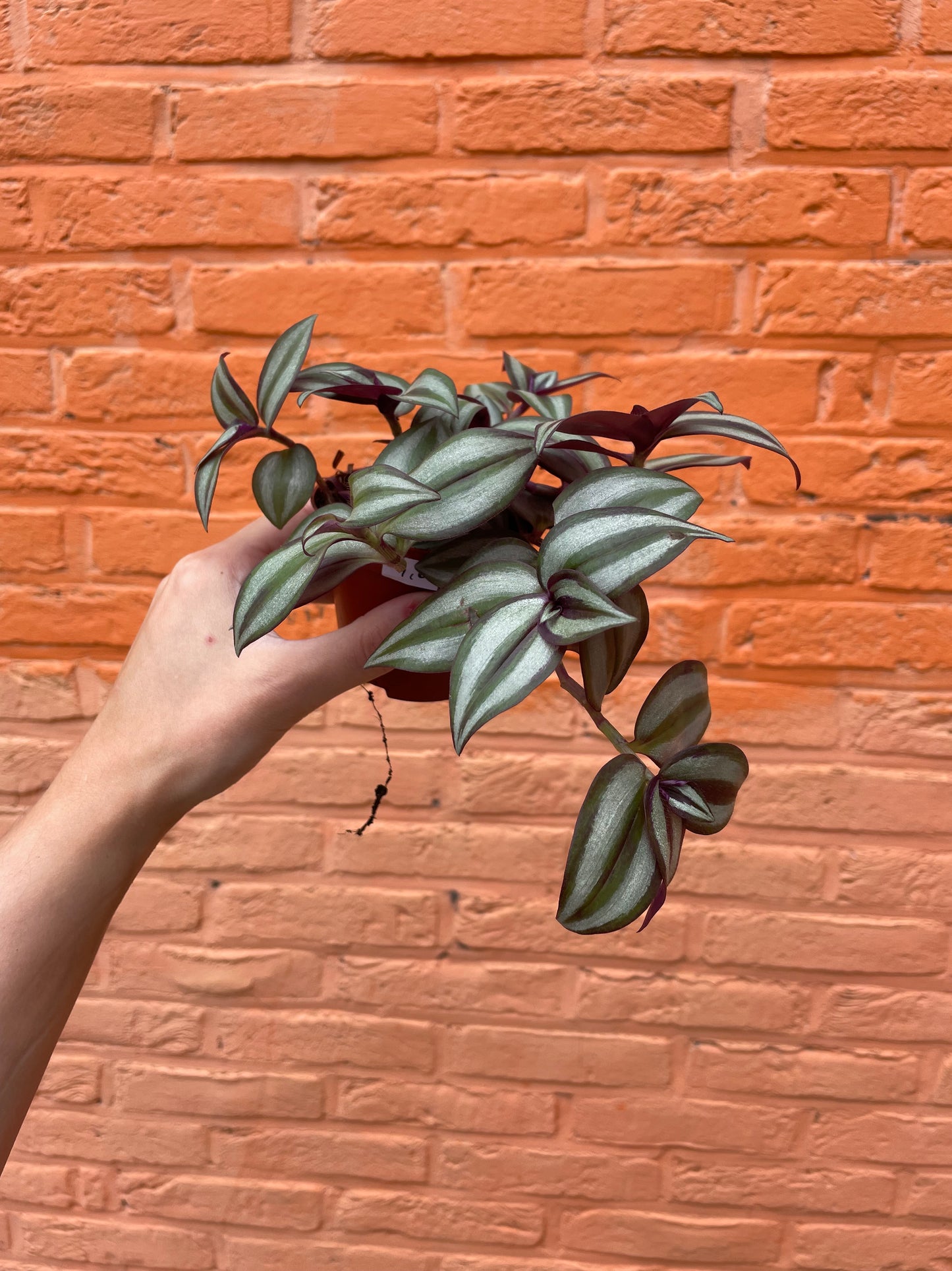 Tradescantia "zebrina"