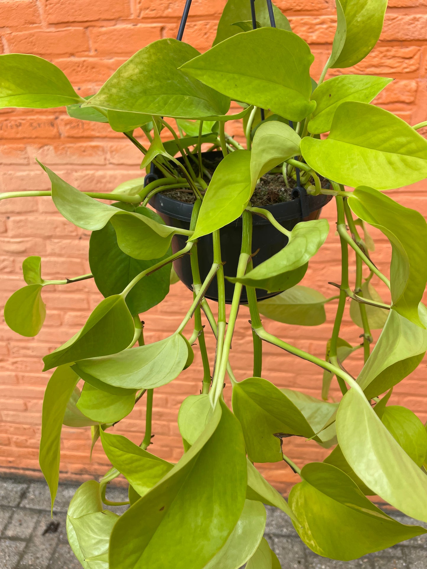 Epipremnum "neon"