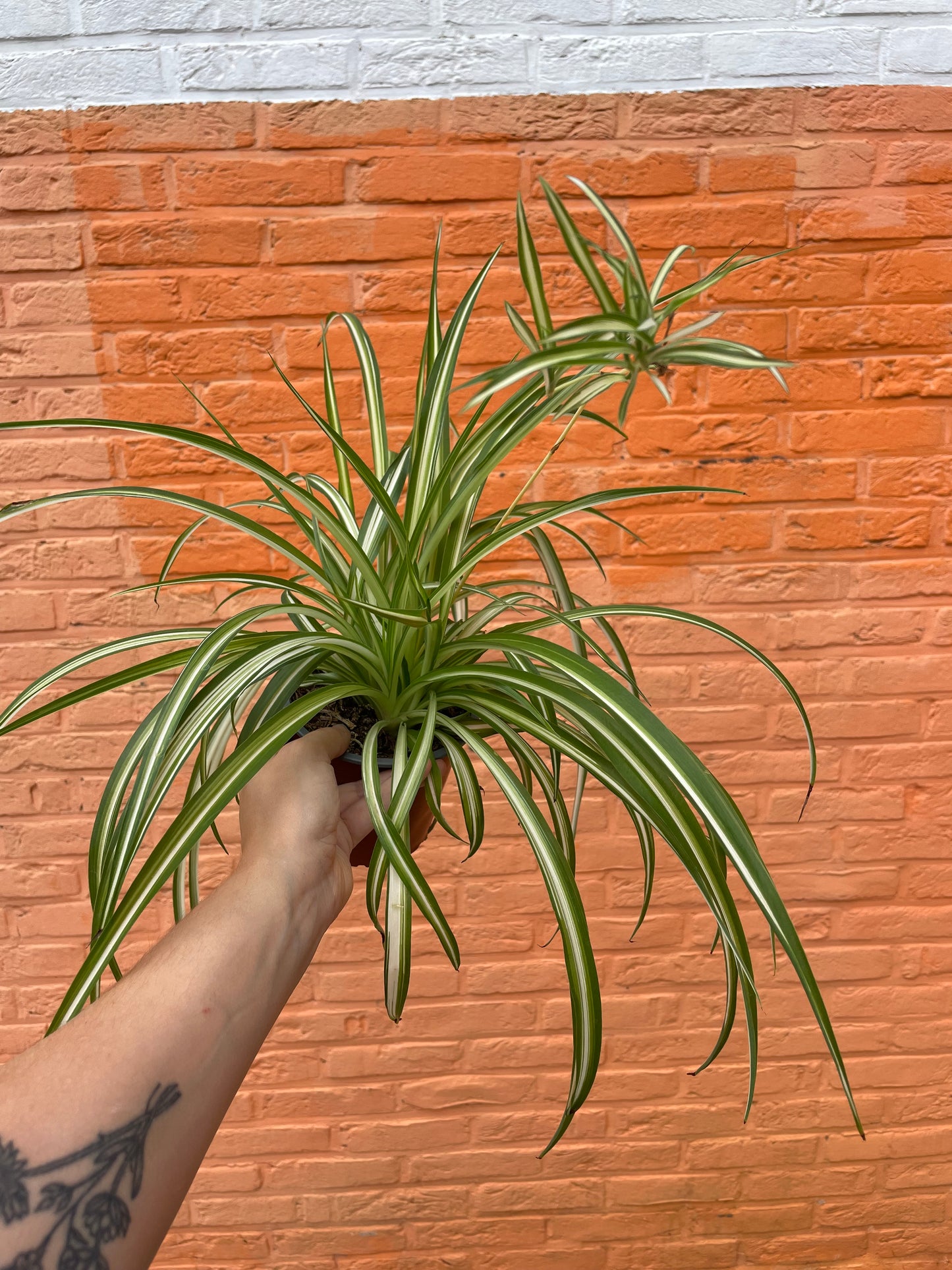 Chlorophytum comosum (graslelie)