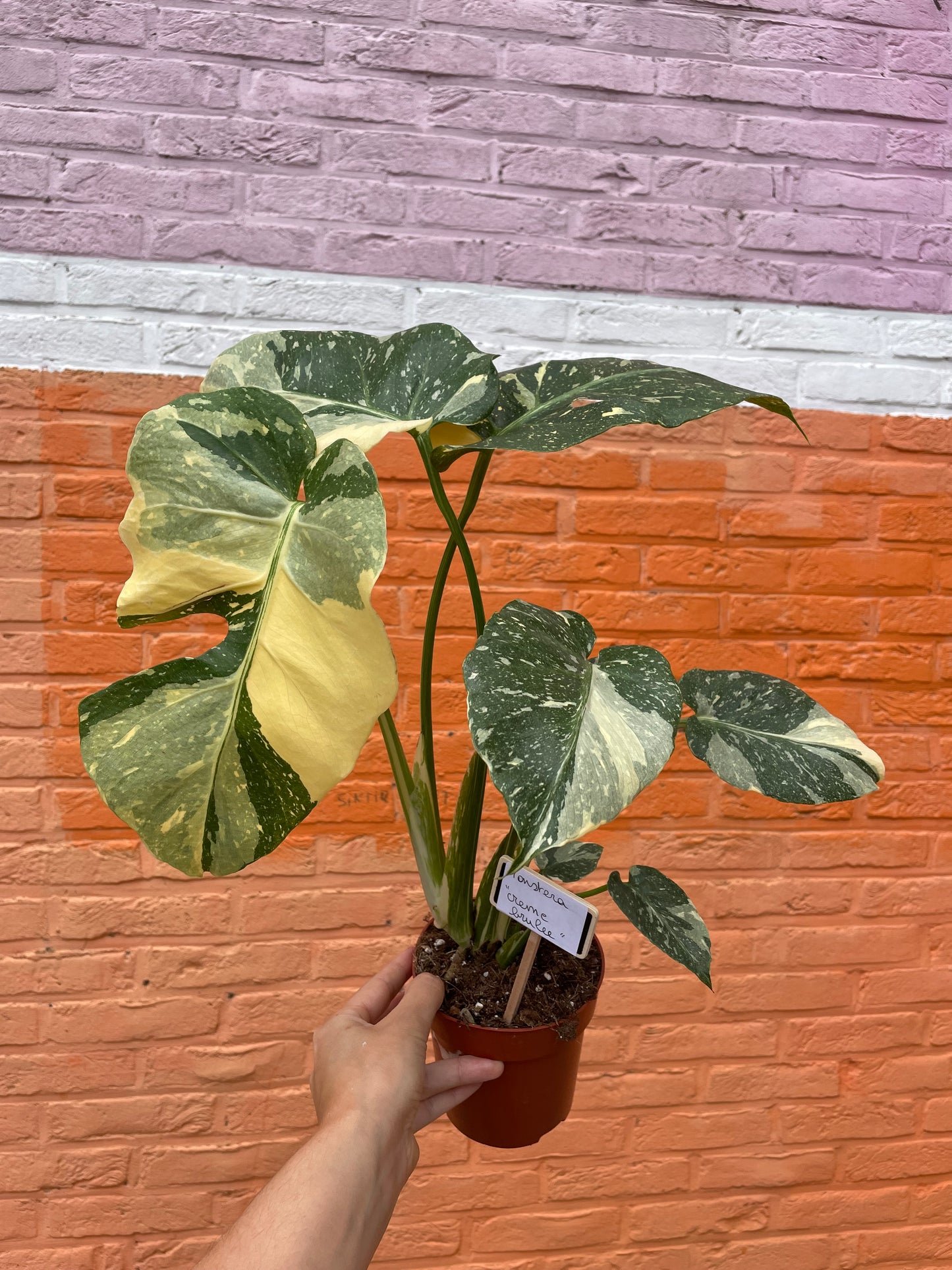 Monstera "creme brulee"