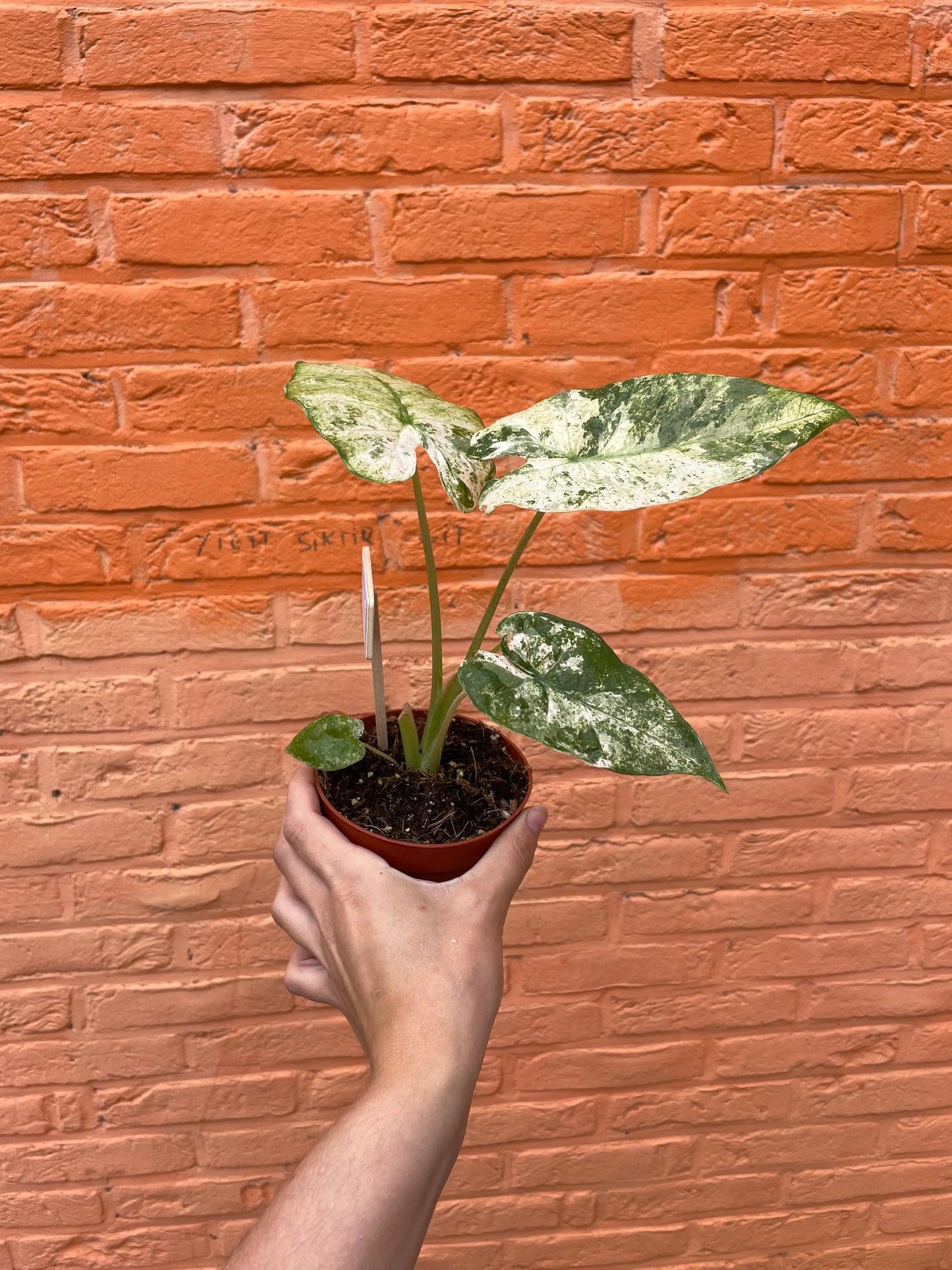 Alocasia "Macrorrhiza Splash"