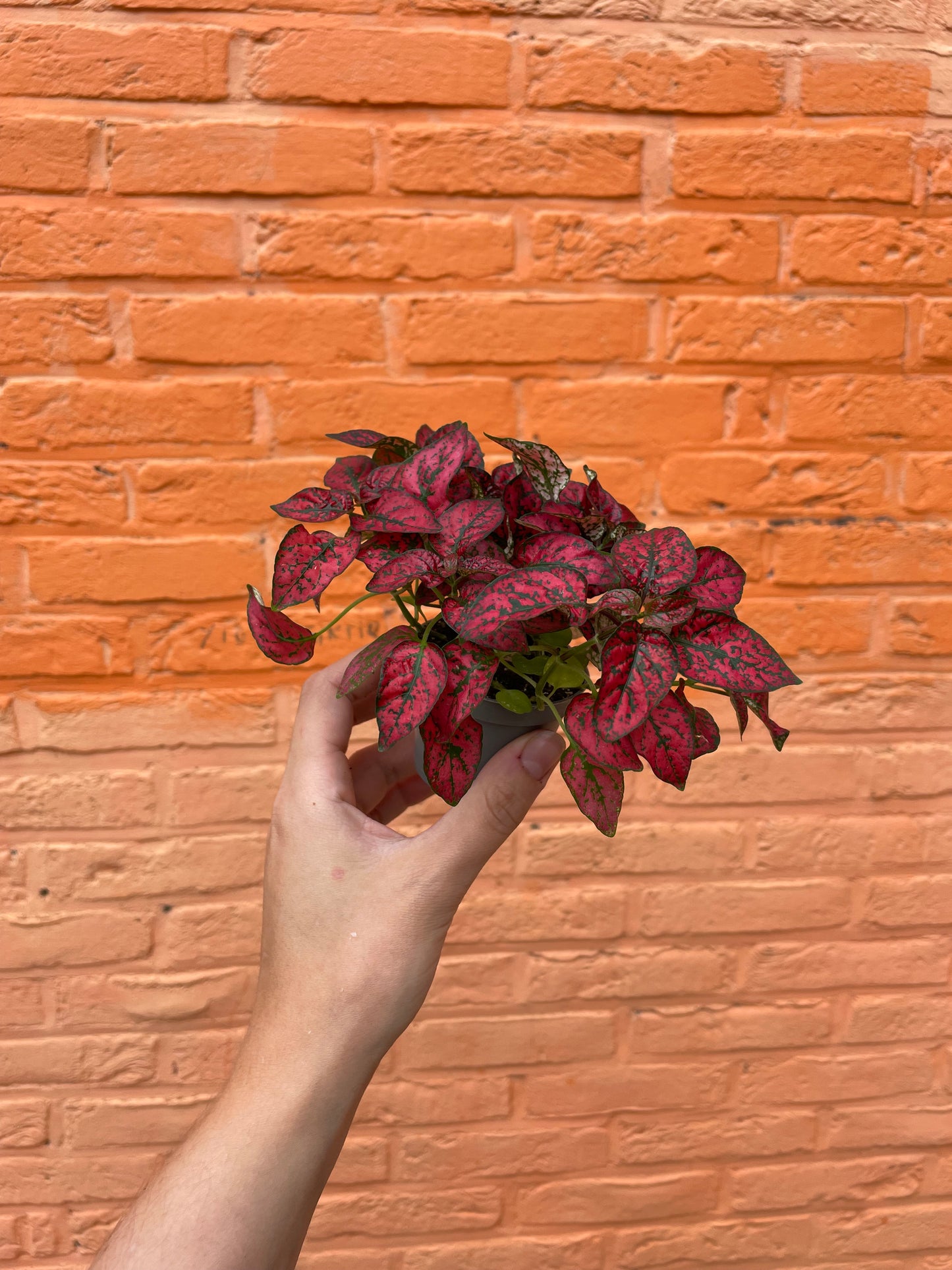 Hypoestes donker roze (mini)