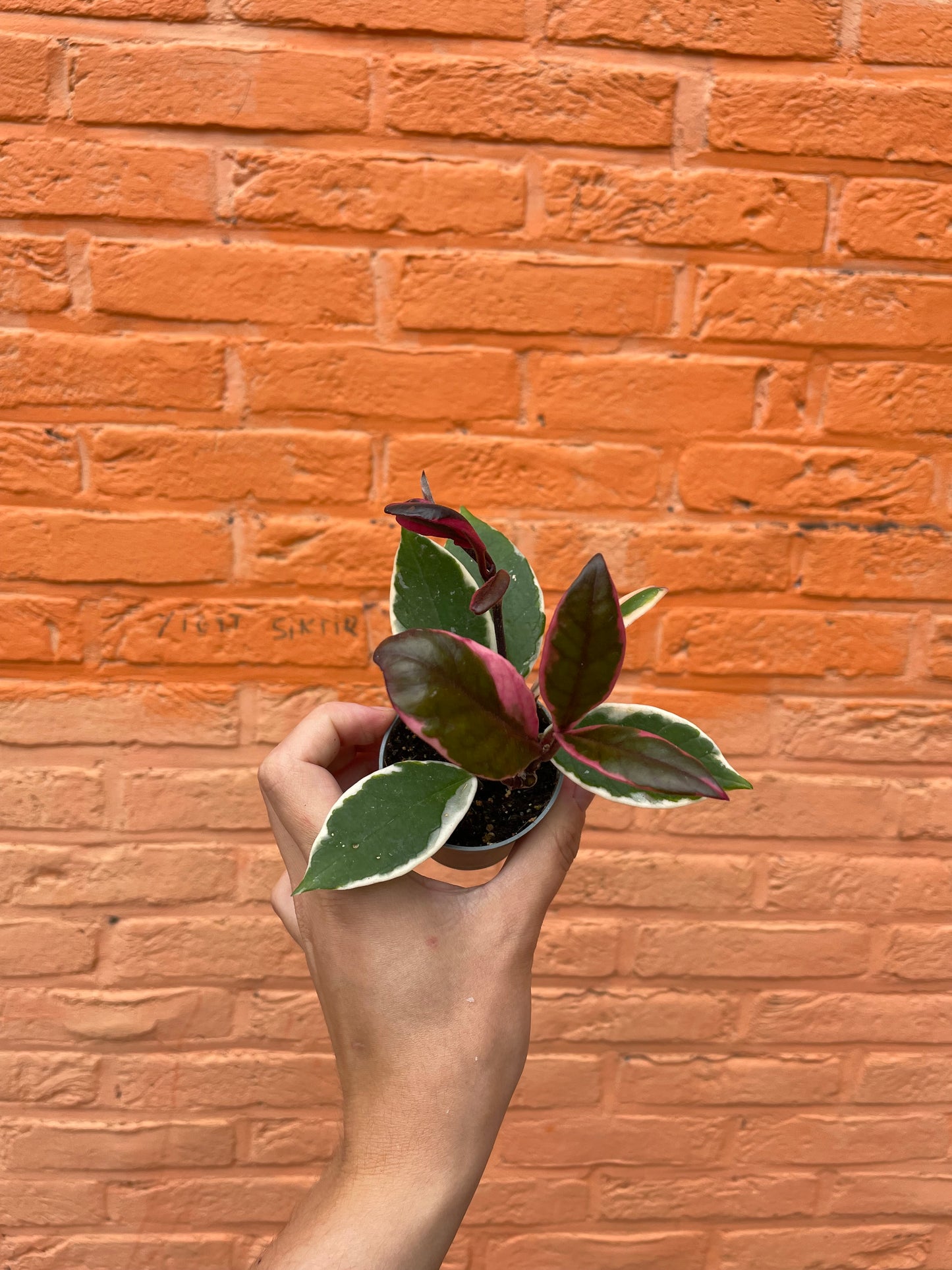 Hoya "flamingo dream" (mini)