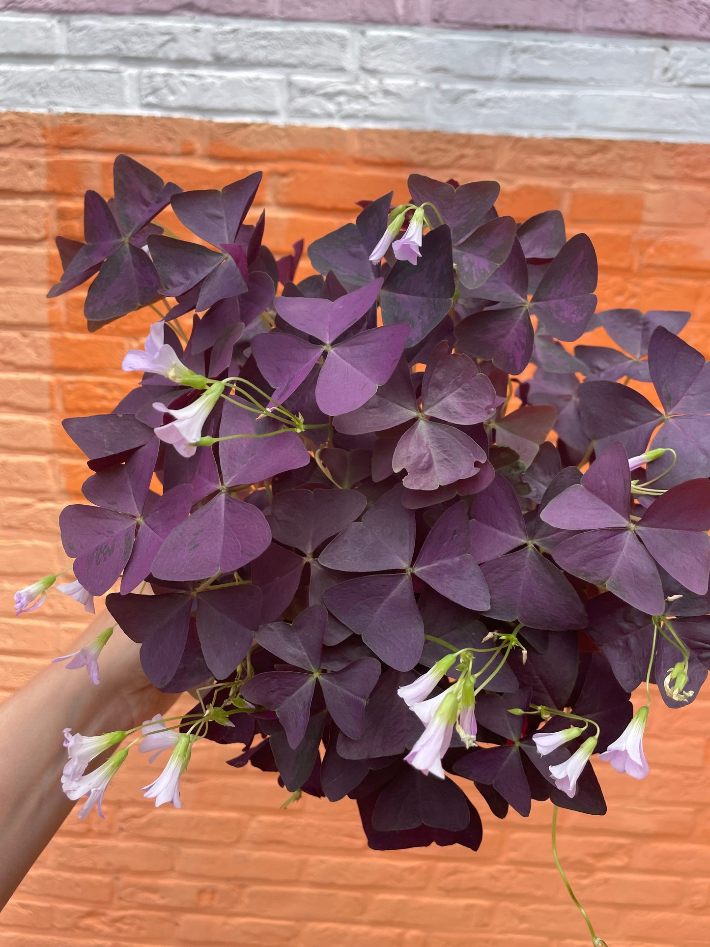 Oxalis triangularis (geluksklaver)