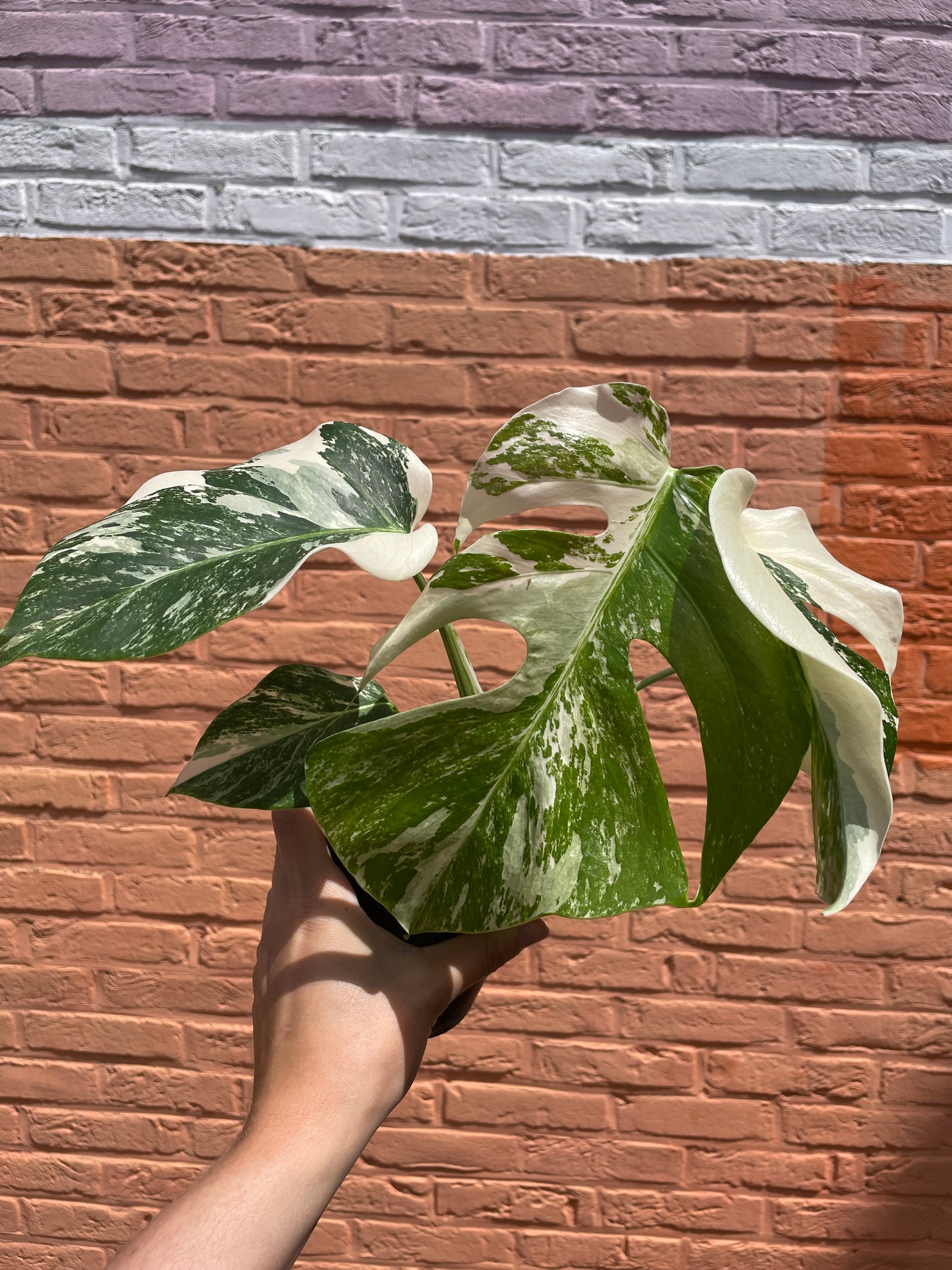 Monstera deliciosa albo variegata