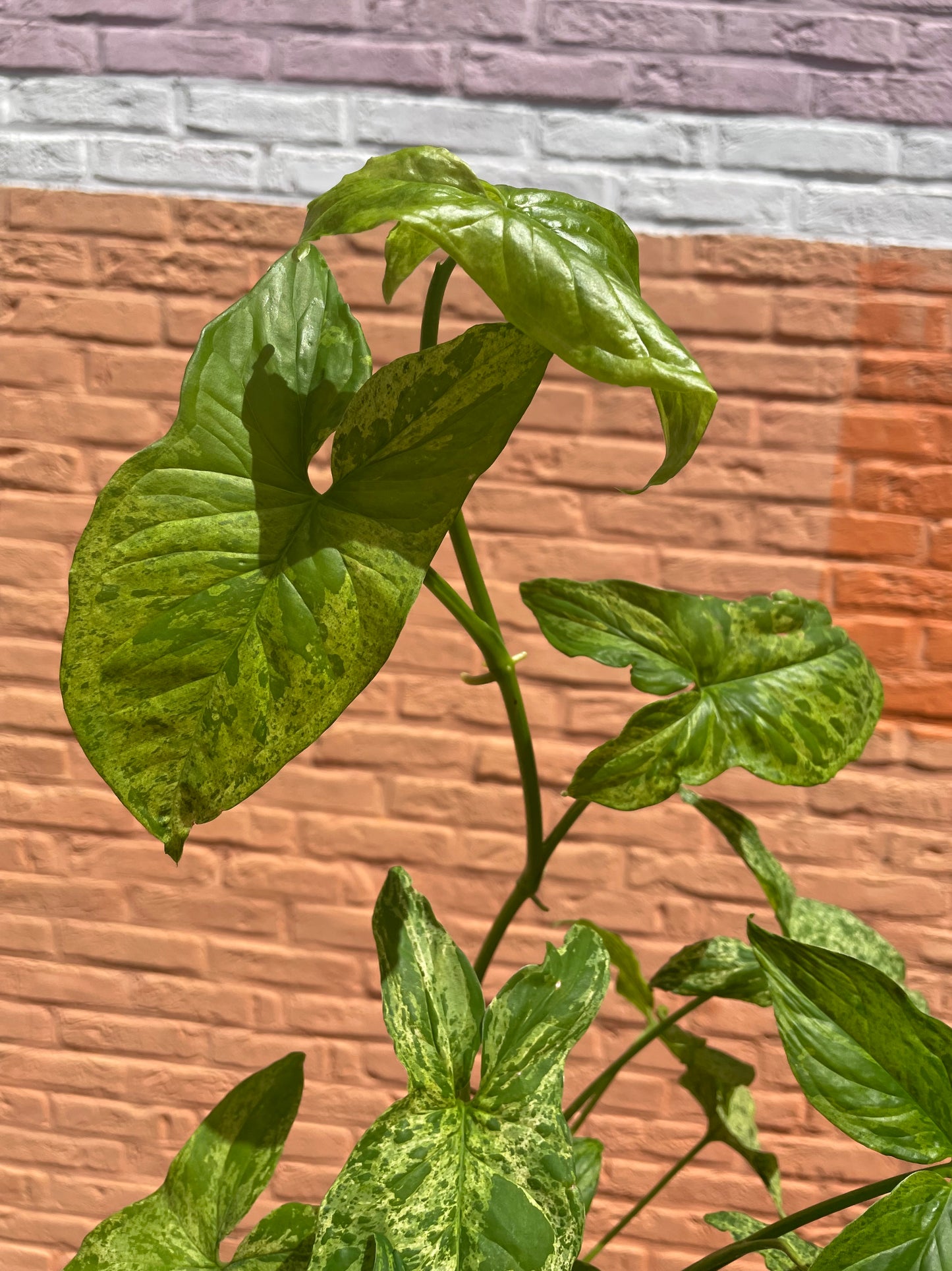 Syngonium mottled mojito