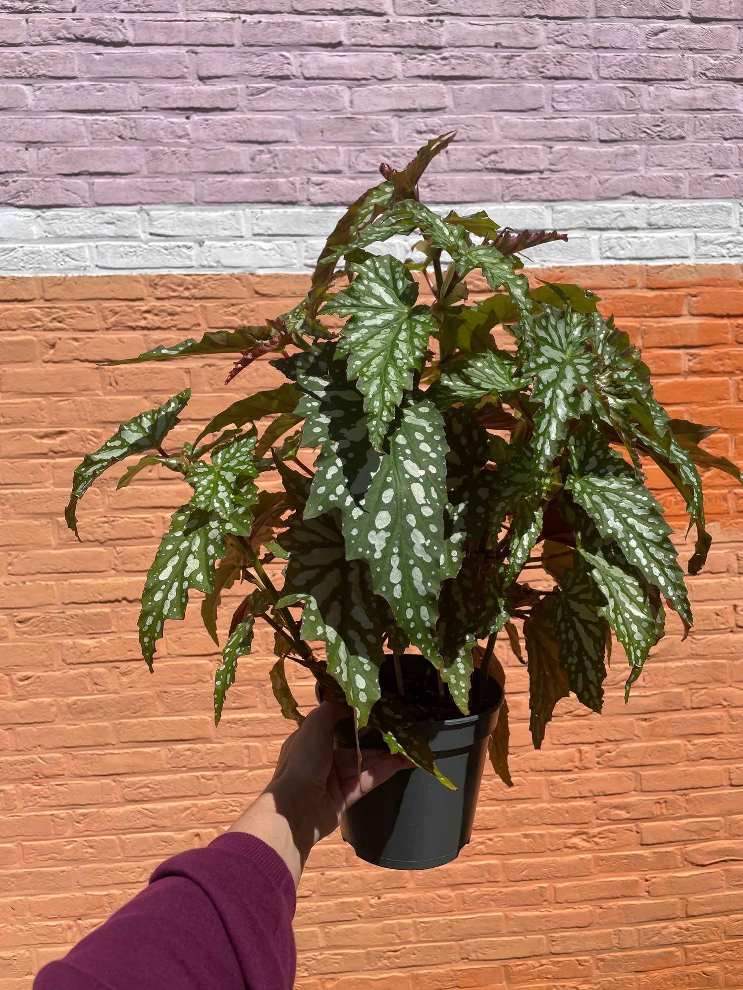 Staande planten