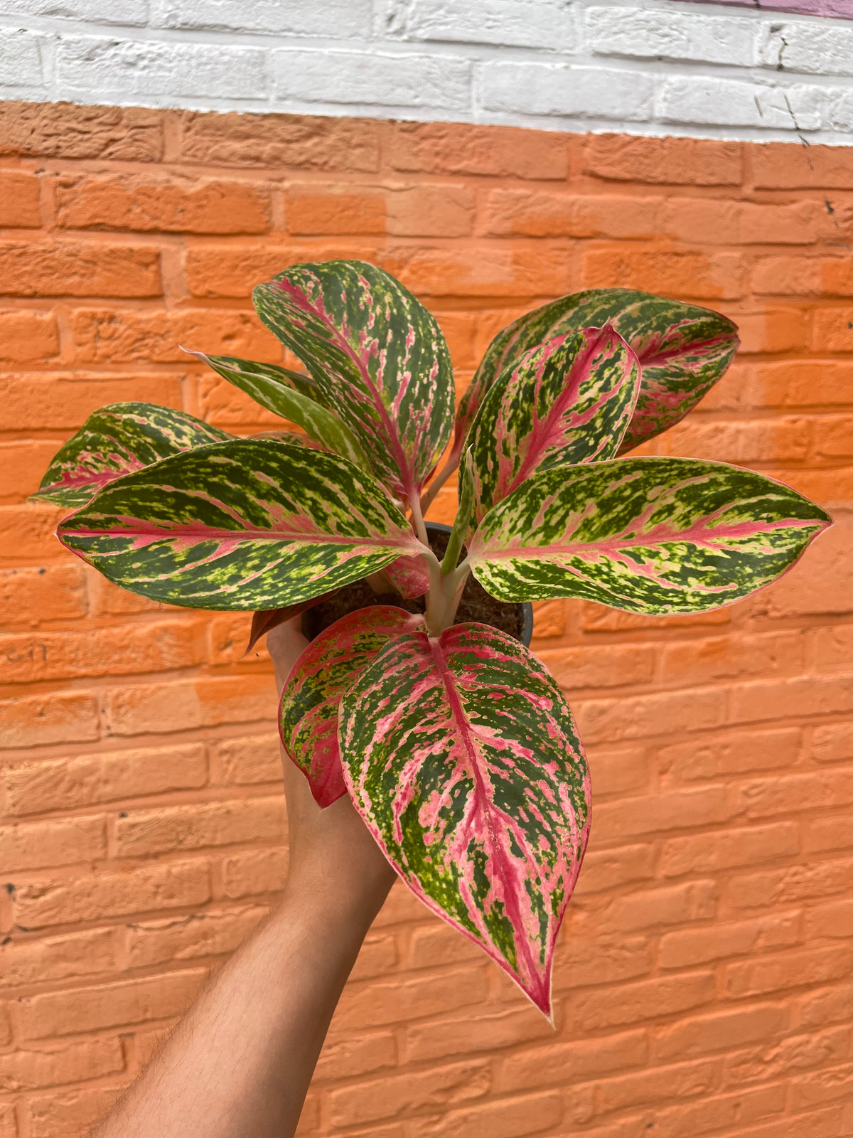 Aglaonema “paradise red”