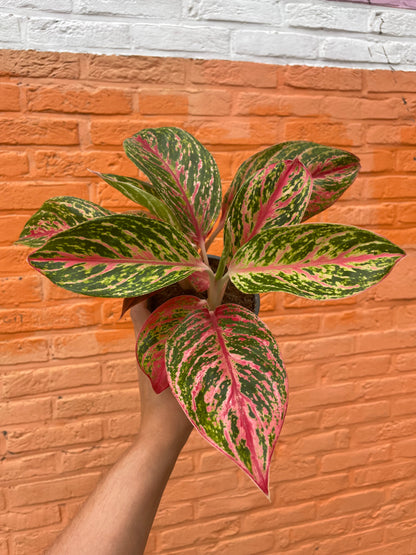 Aglaonema “paradise red”
