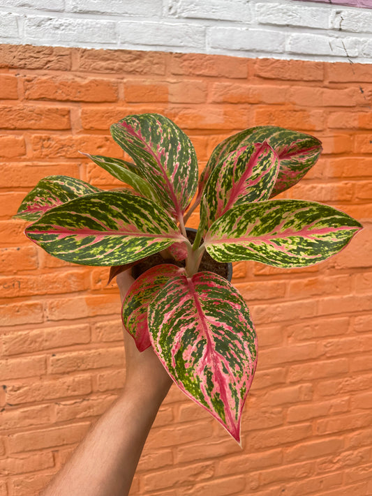 Aglaonema “paradise red”