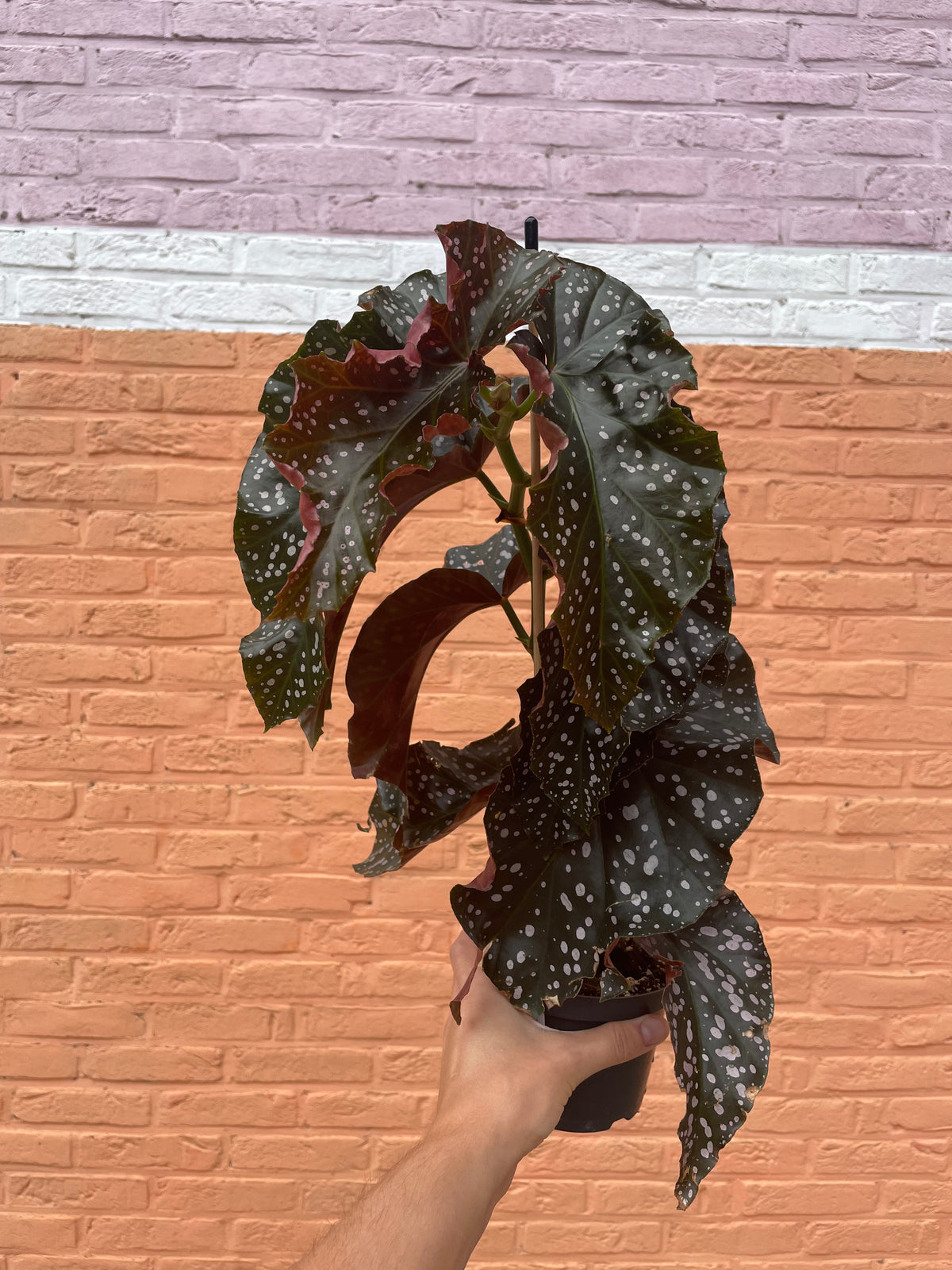 Begonia "cracklin rosie"