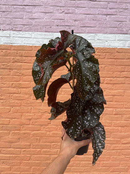 Begonia "cracklin rosie"