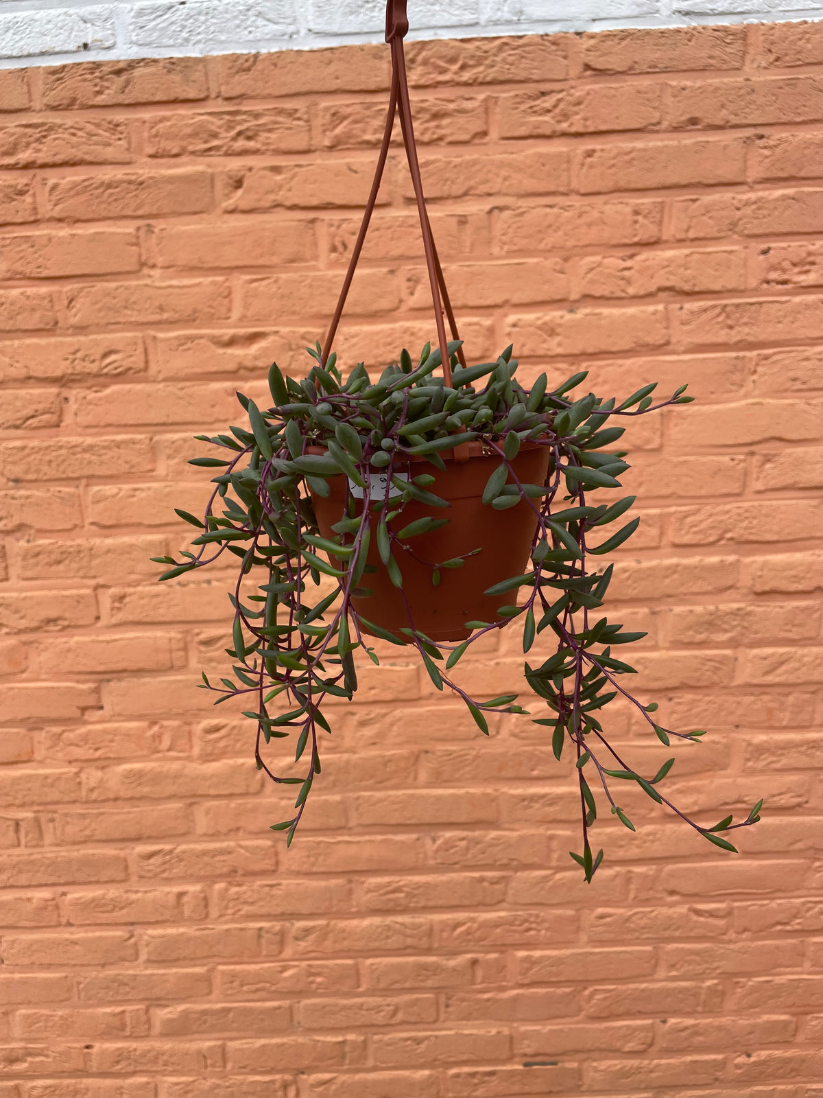 Senecio “purple flush”
