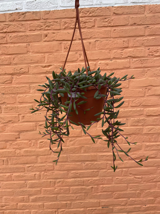 Senecio “purple flush”