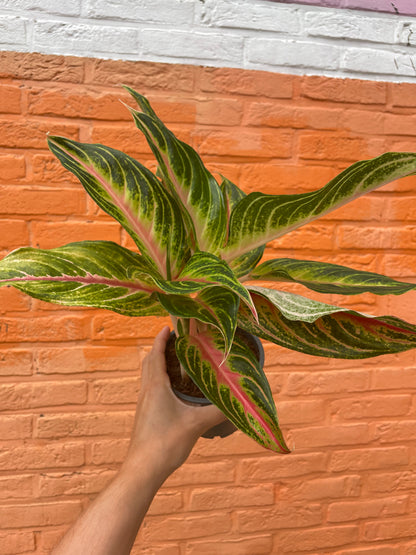 Aglaonema “red panama”