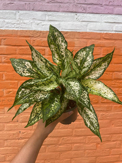 Aglaonema “spring snow”