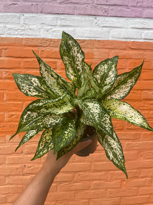 Aglaonema “spring snow”