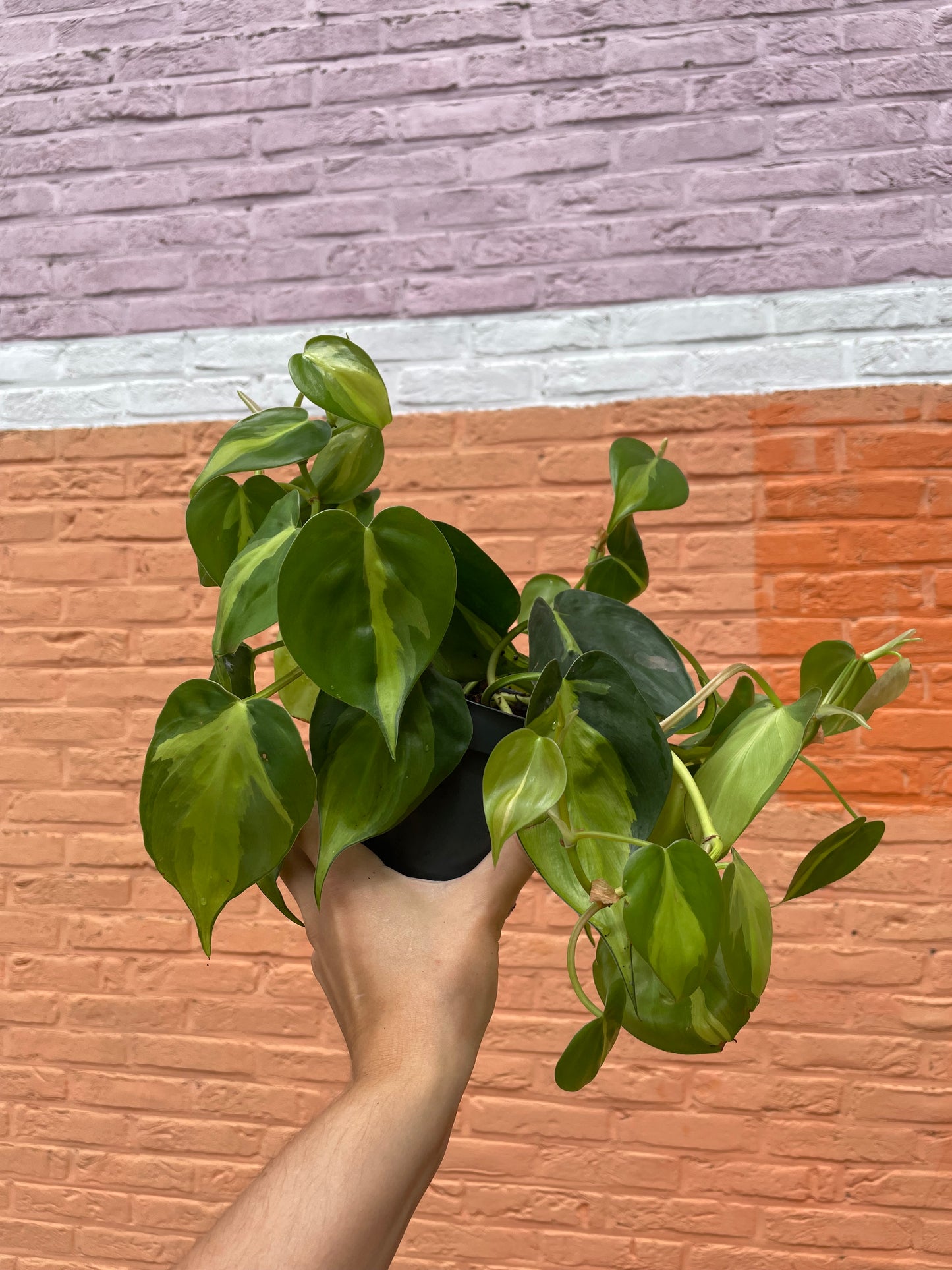 Philodendron brasil