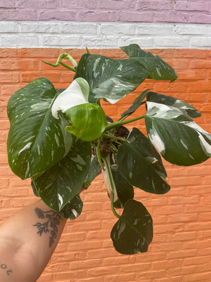 Philodendron “white princess”