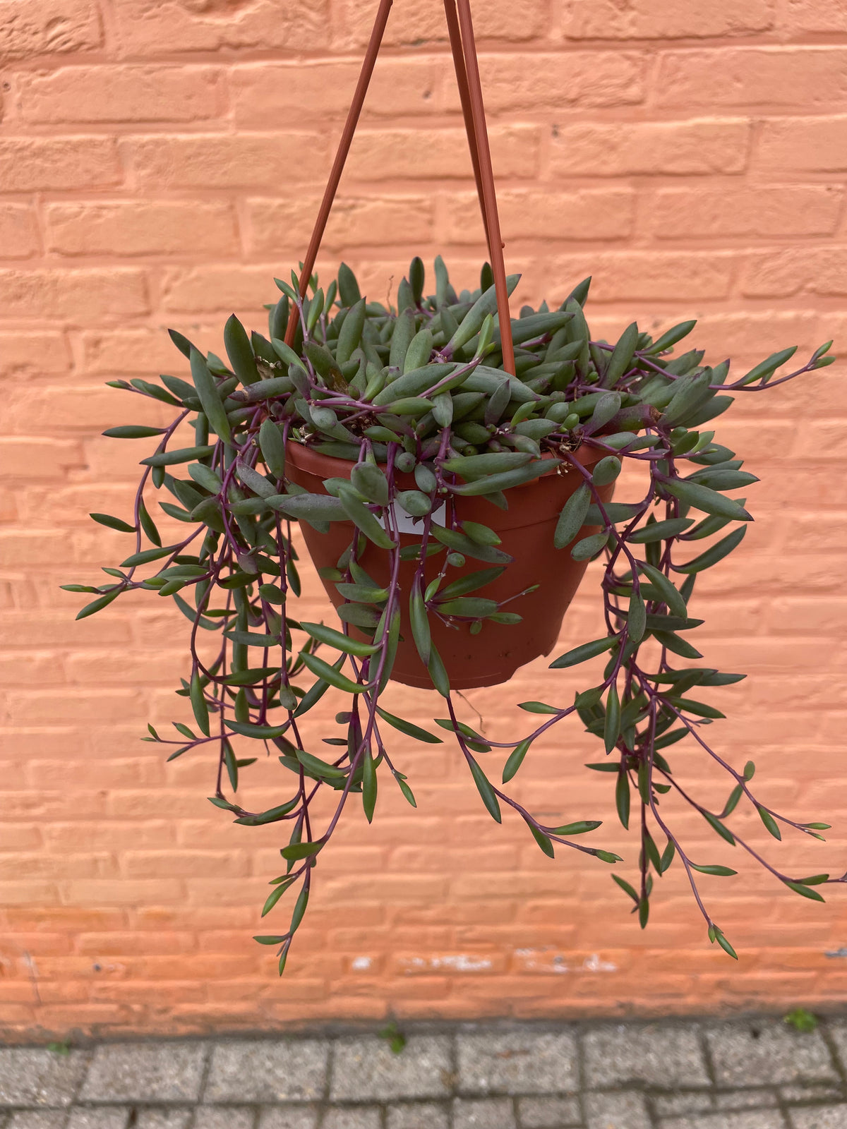Senecio “purple flush”
