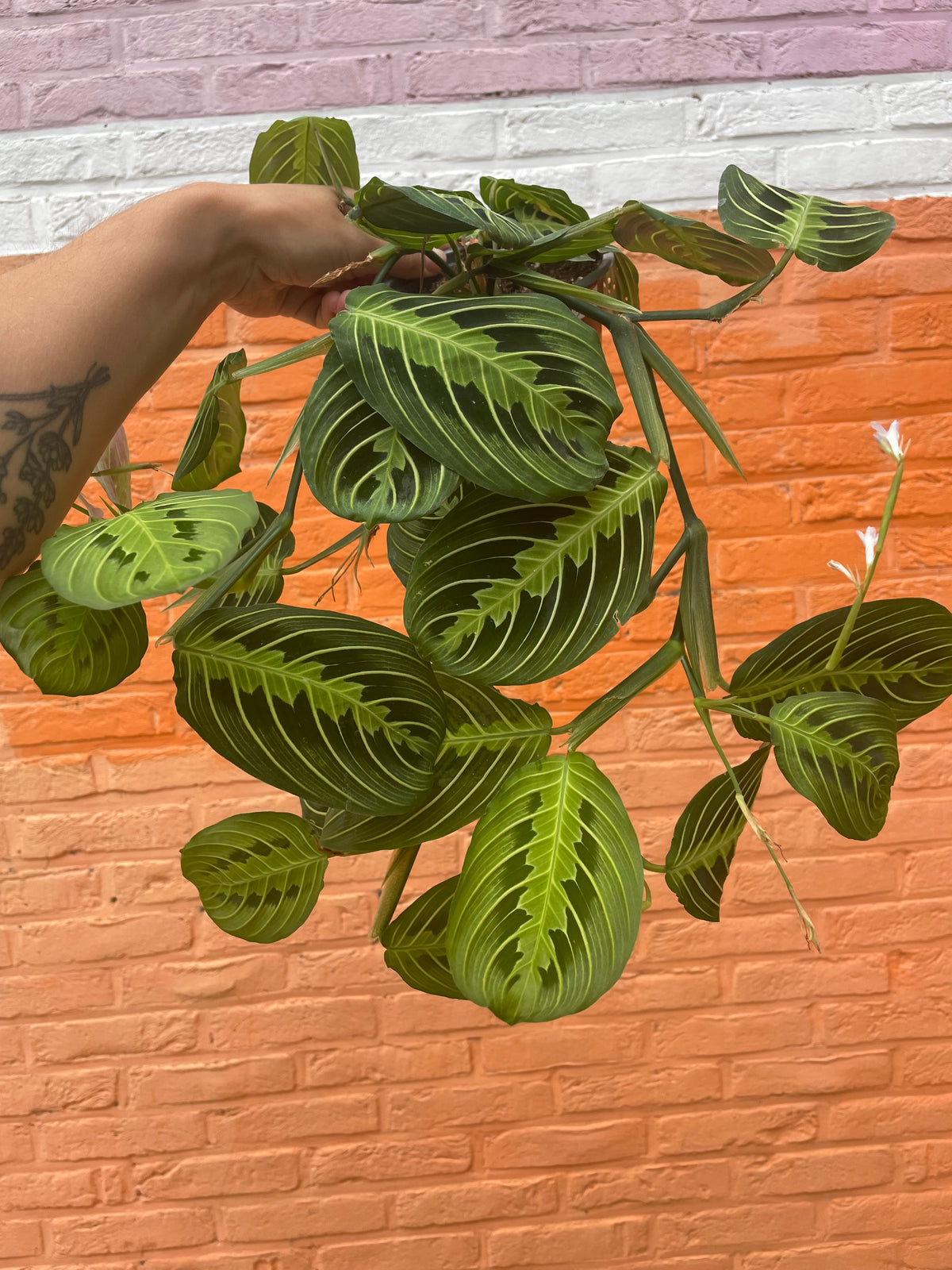 Maranta “lemon lime”