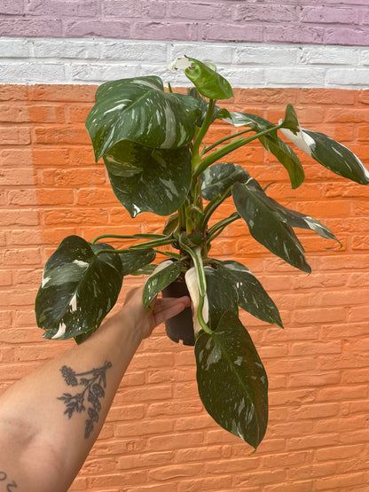 Philodendron “white princess”